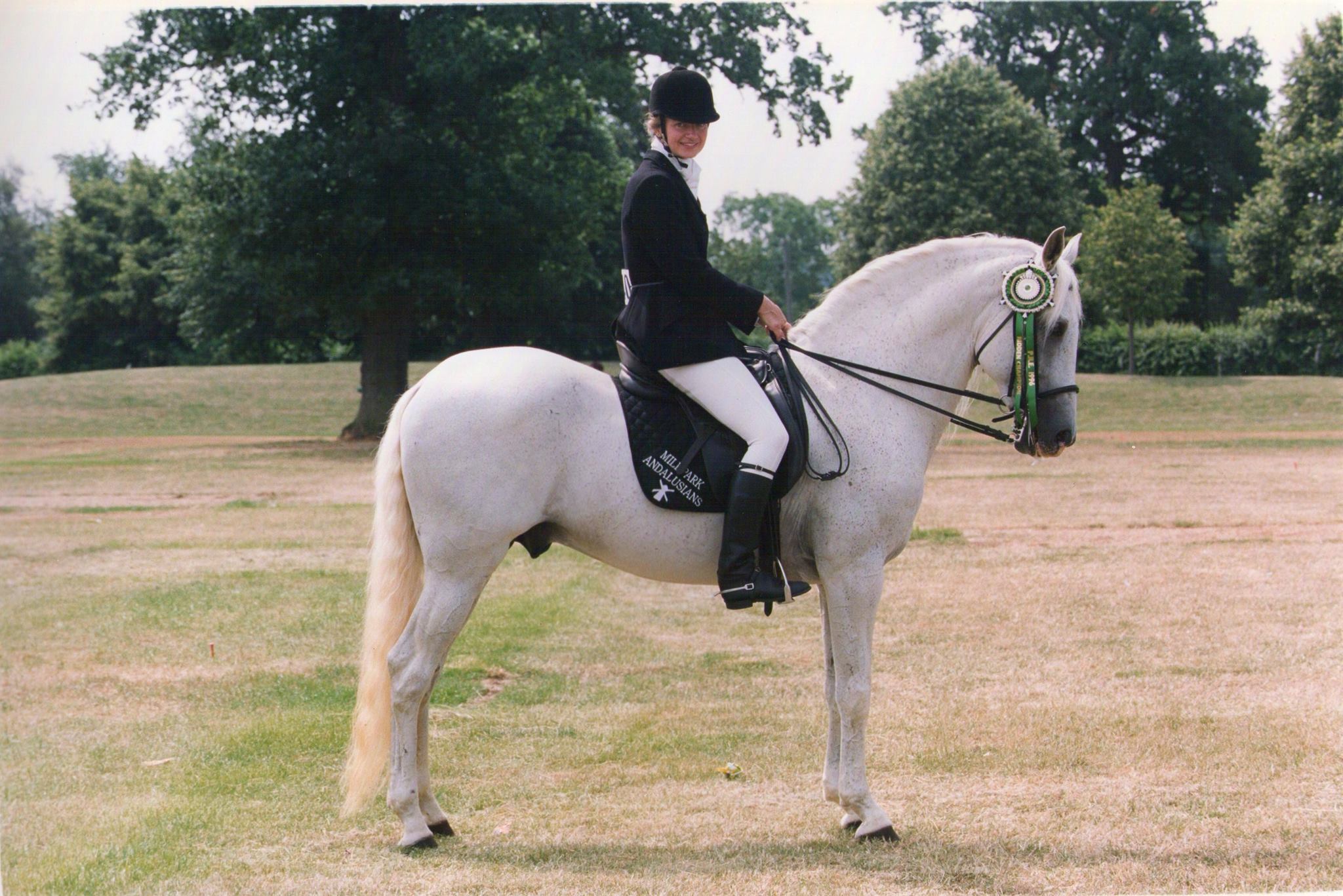 Mistrals Spanish Stud - Palominos, Silver dapple & Buckskin Andalusians ...