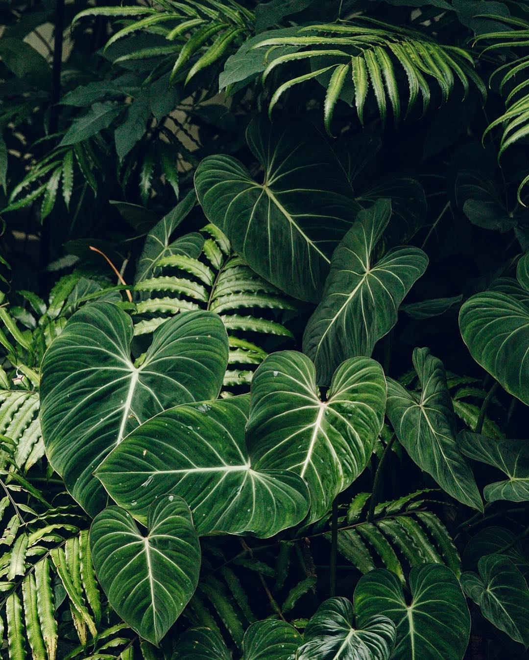 BELLA GARDEN - Cách phân biệt giữa Ráy var và Okinawa. -... | Facebook