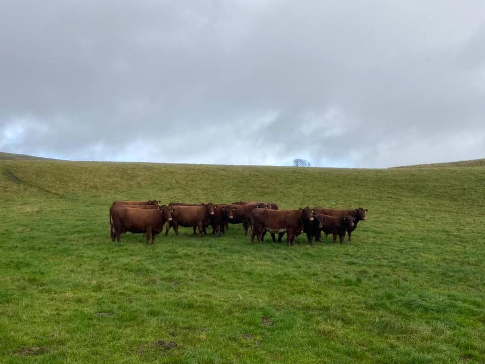 A cracking day at Commonside Farm... - Davidsons Animal Feeds