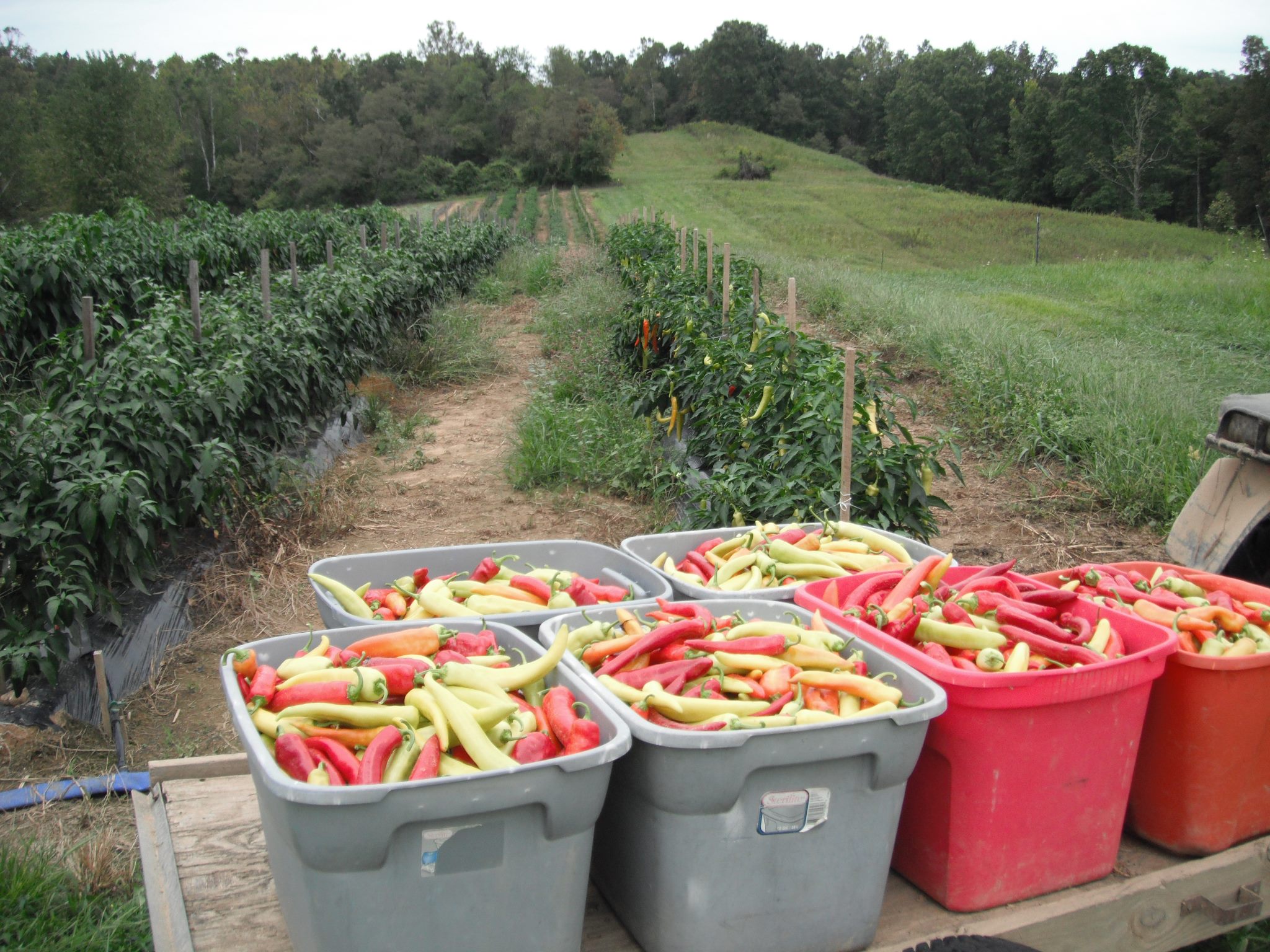 Cowdery Farms