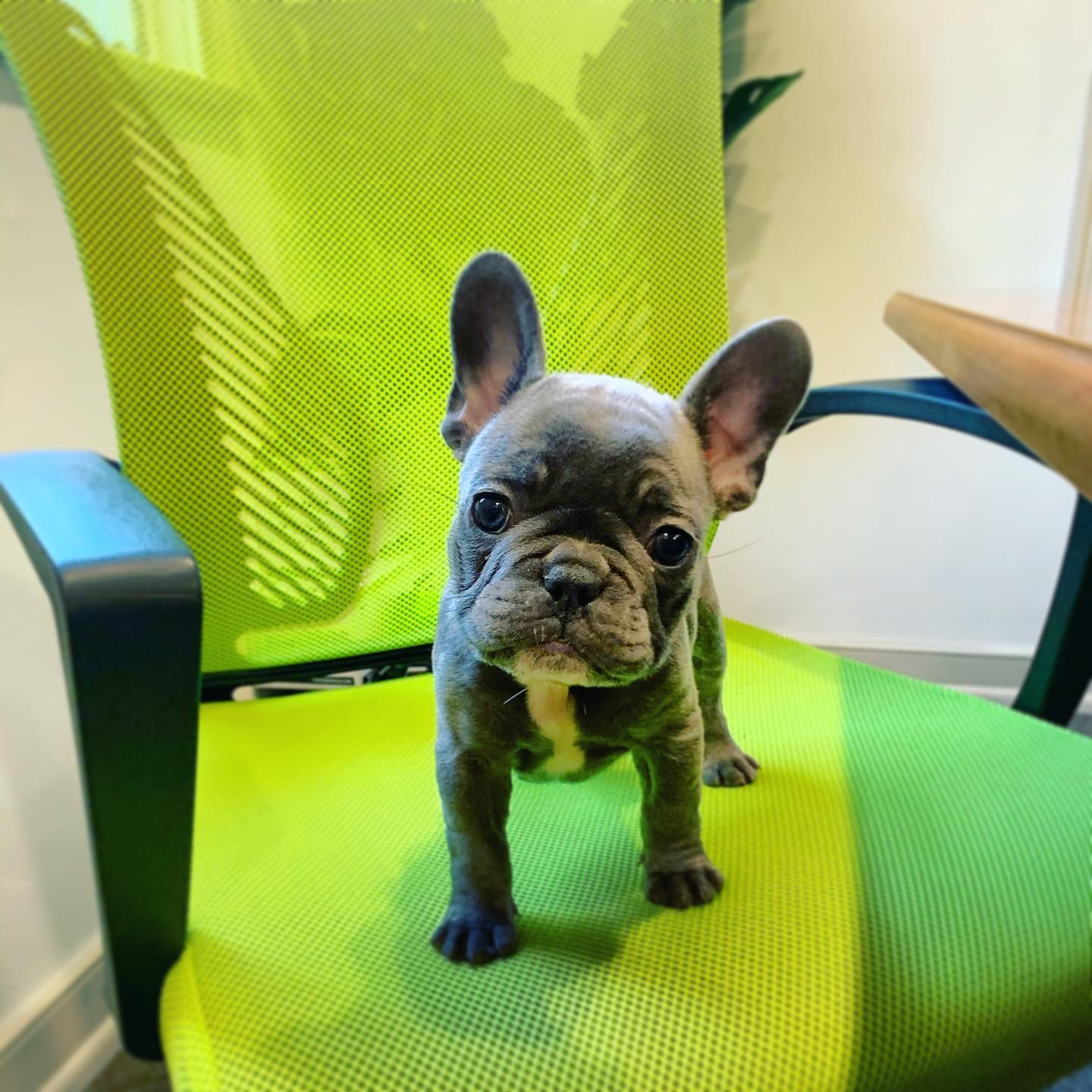 Roofs - Meet Bo, the new man in charge at the Tip Top office. He really ...