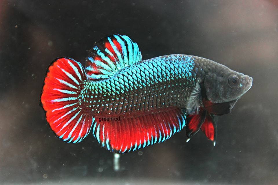 The Singapore Fighting Fish Main Arena / Ring - Reviews,Open Reports ...
