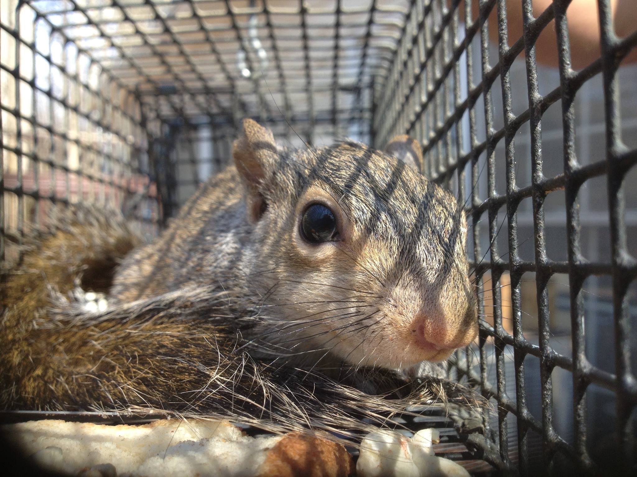 Southern Wildlife... - Southern Wildlife Management