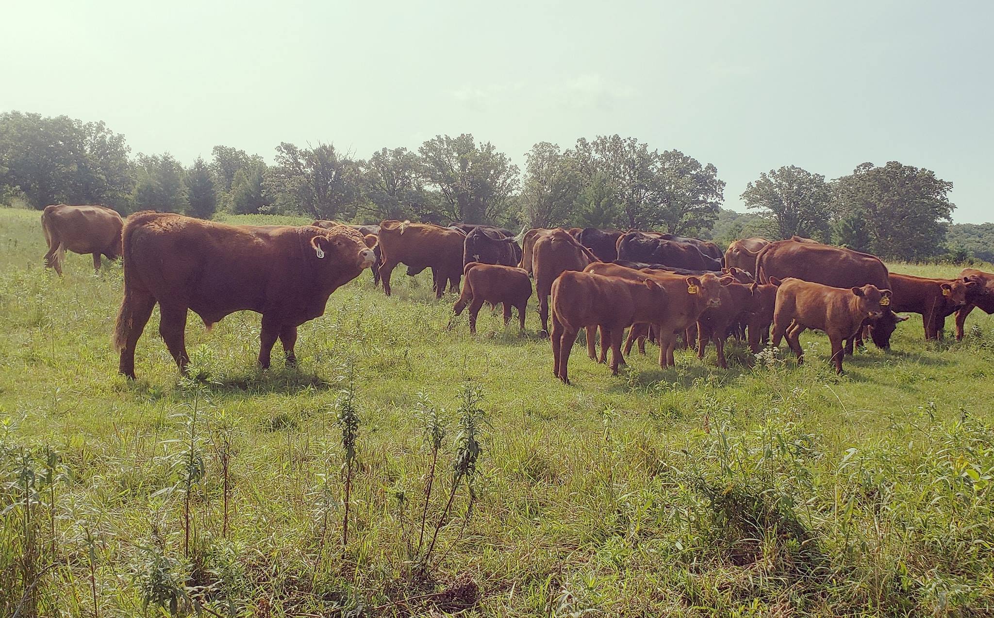 North Rock Ranch | Brook Park MN