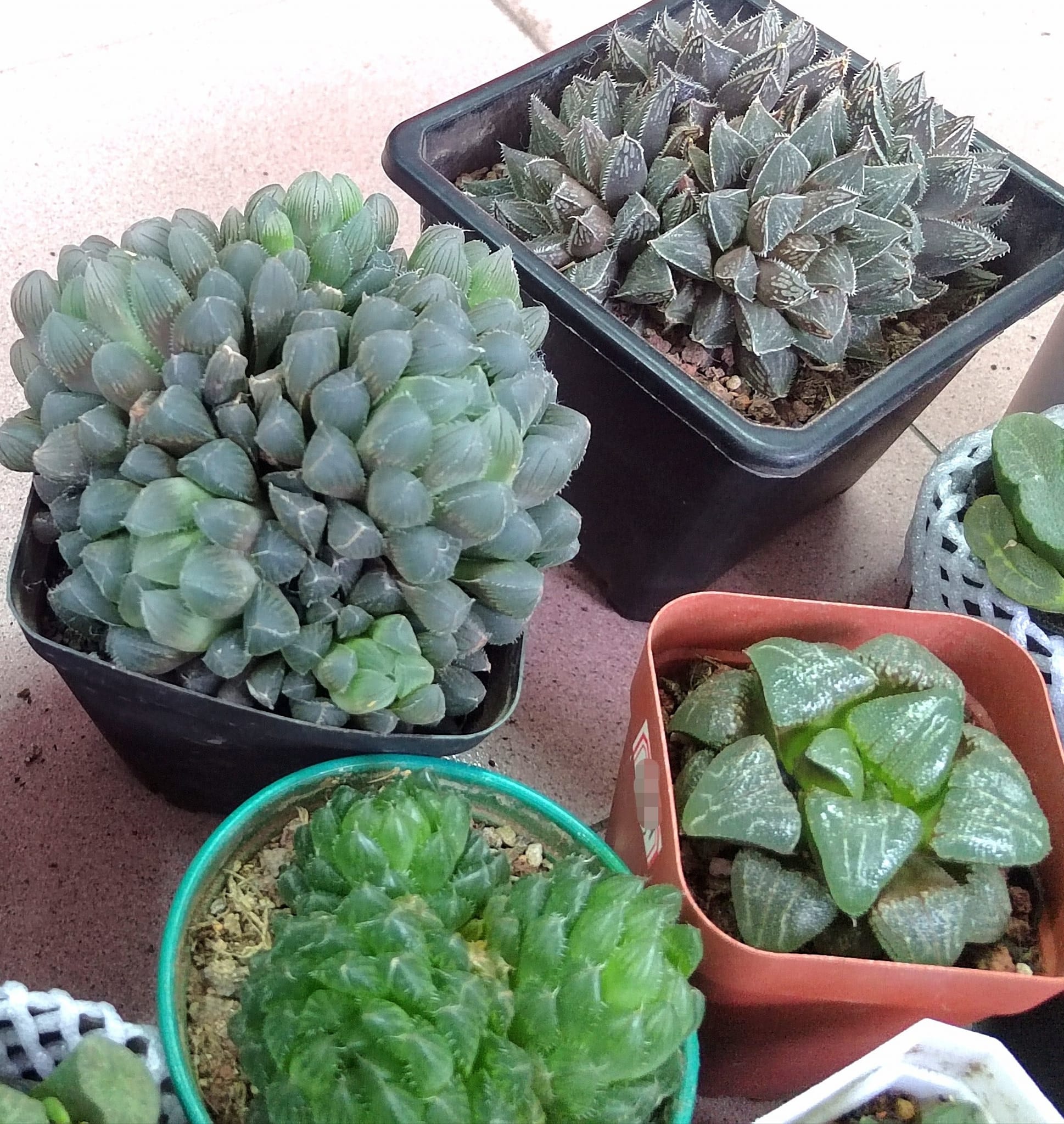 ✨NEW ARRIVALS ✨ 玉露到货了哟??? 这次来到很多多头/群生的玉露 