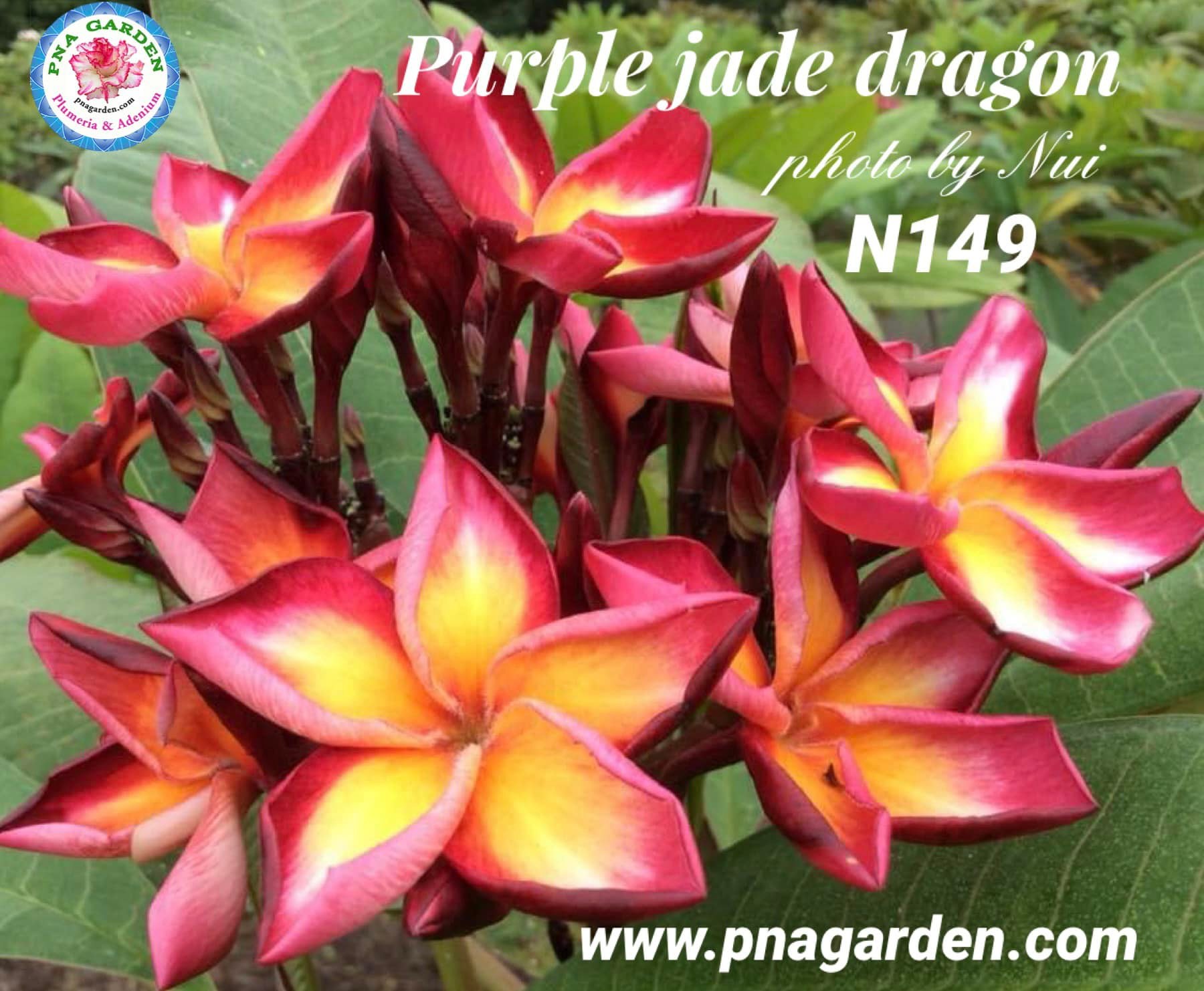 Purple Jade Dragon plumeria plant