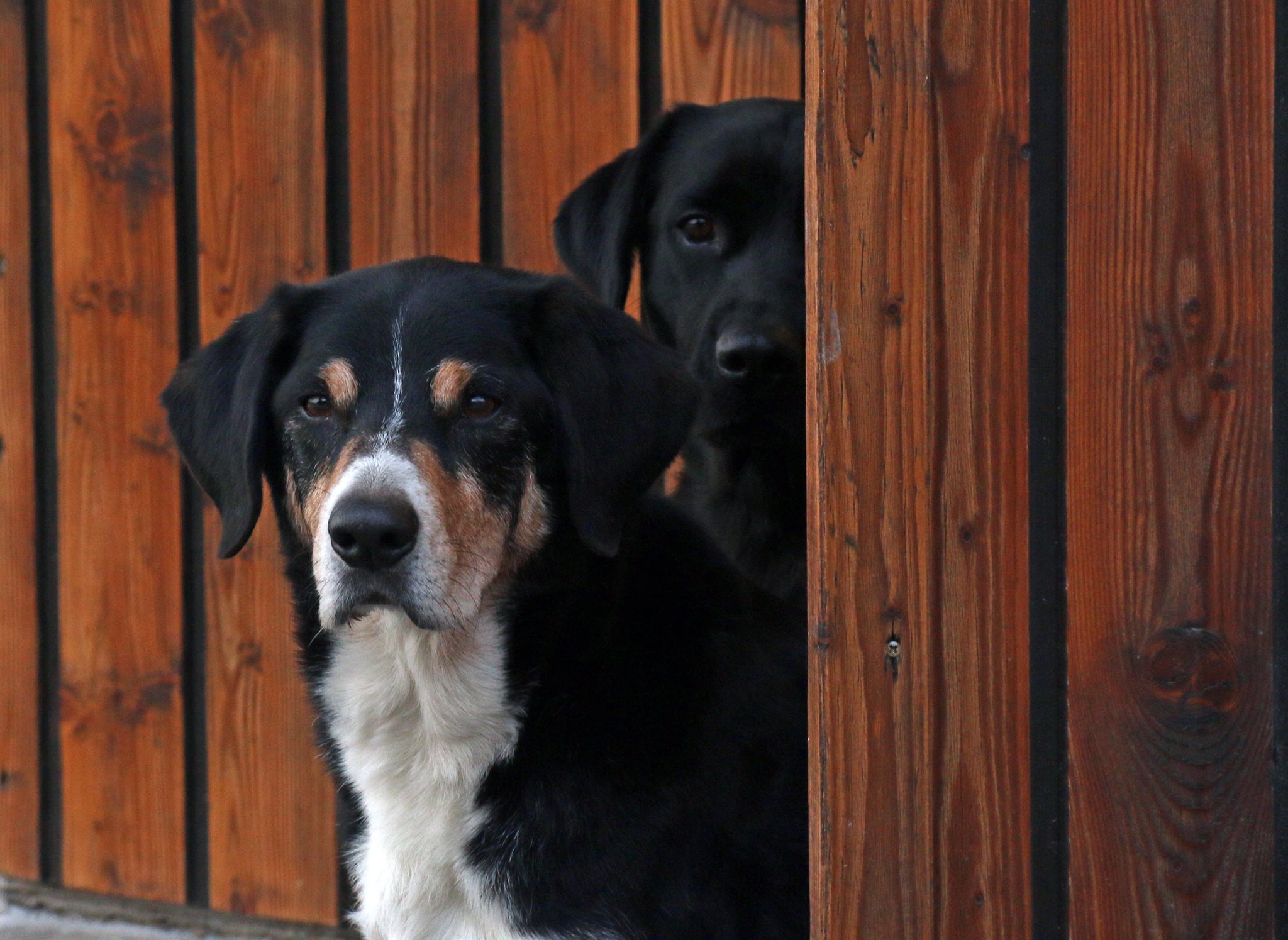 Hundesportverein... - Hundesportverein Lichtenfels