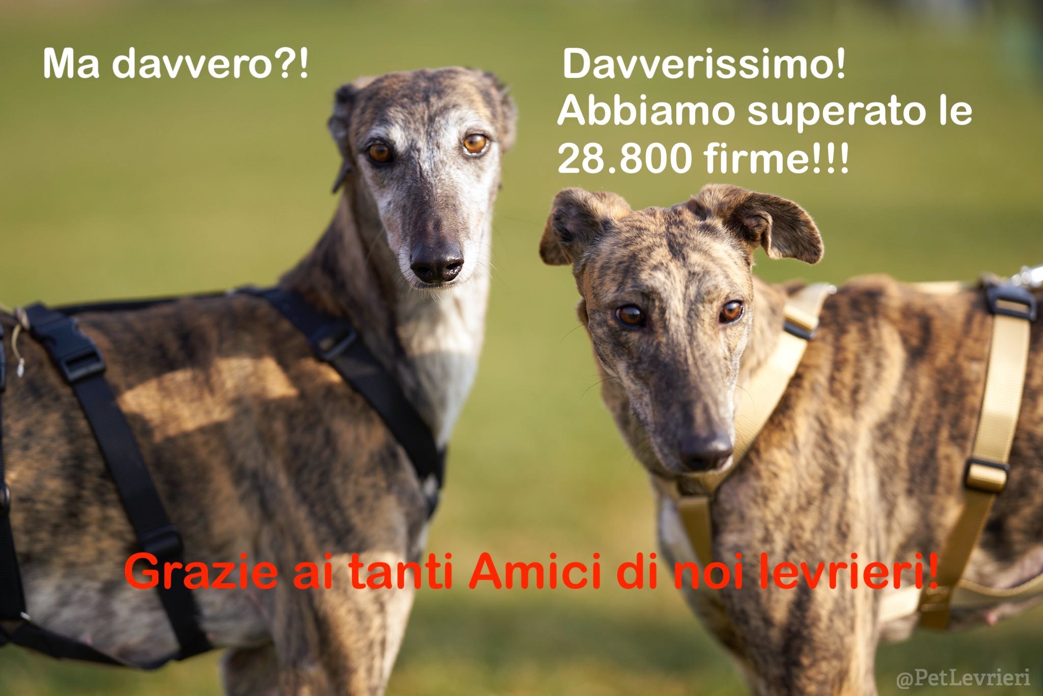 In just 2 weeks, nearly... - Stop Greyhound Racing in the UK
