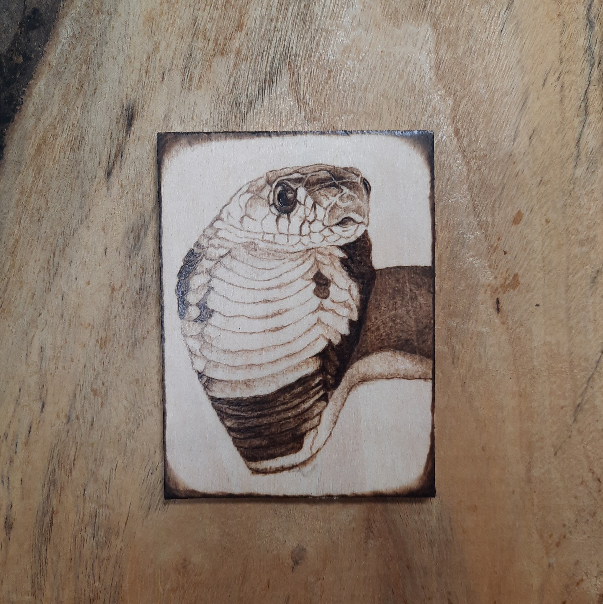 蛹 - 烙畫。 蛇 #pyrography #woodburning #snake #蛇 #animal #烙畫 | Facebook