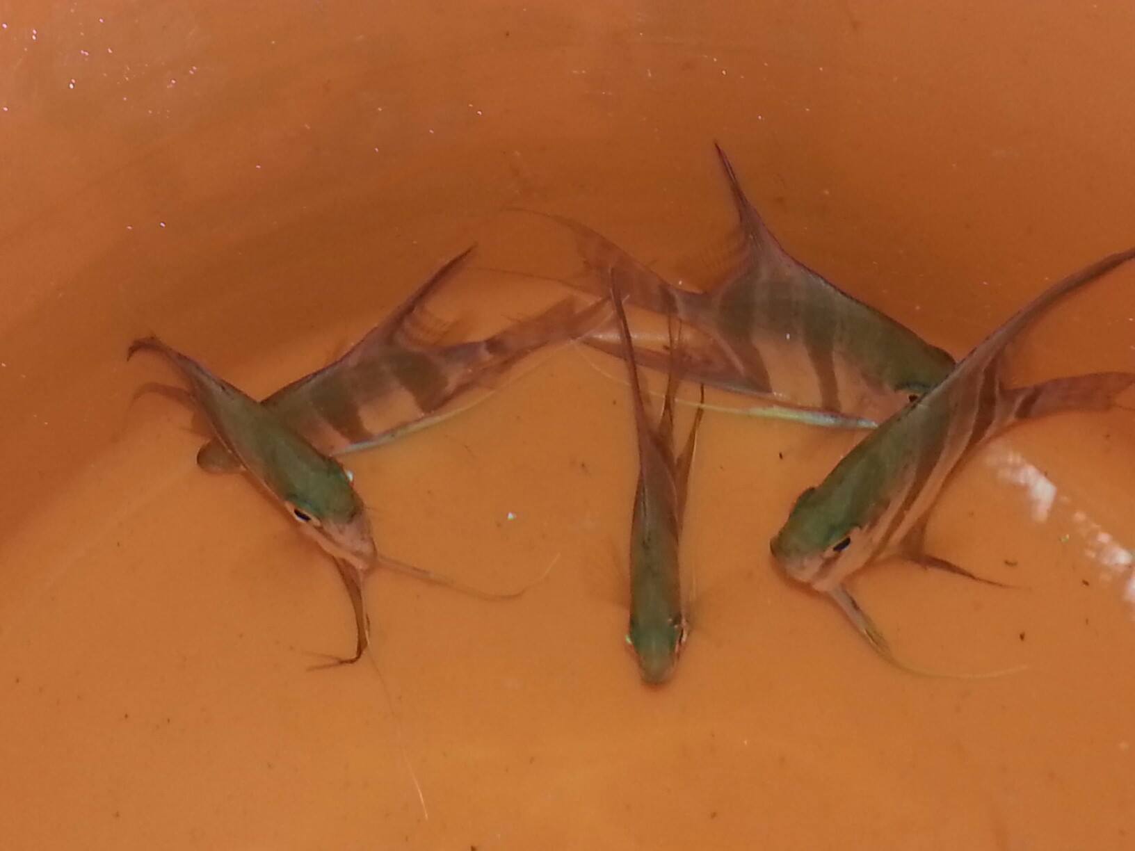 Old Town Aquarium - I am currently acclimating wild caught Altum Angels ...
