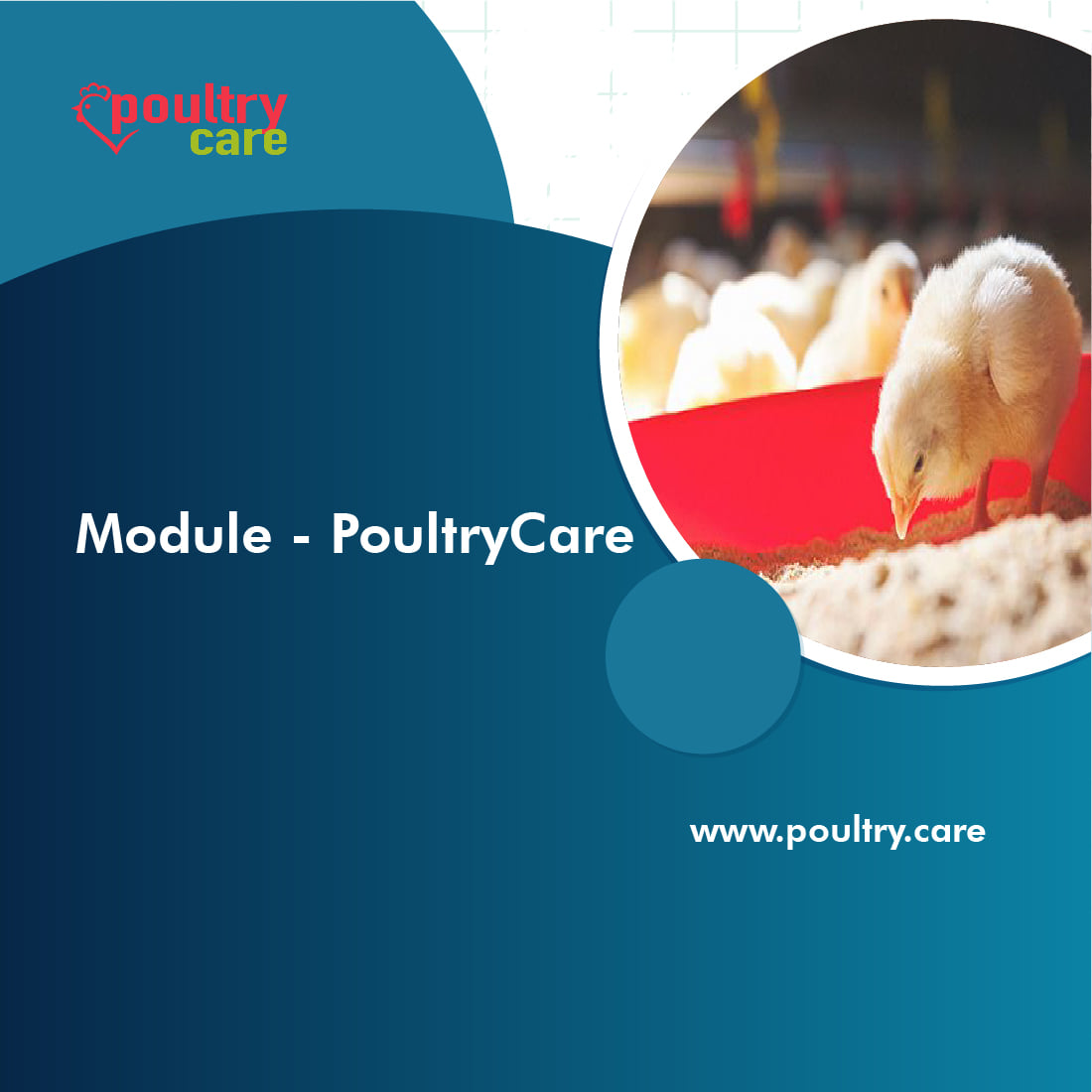 PoultryCare - Poultry farming is increasingly becoming a... | Facebook