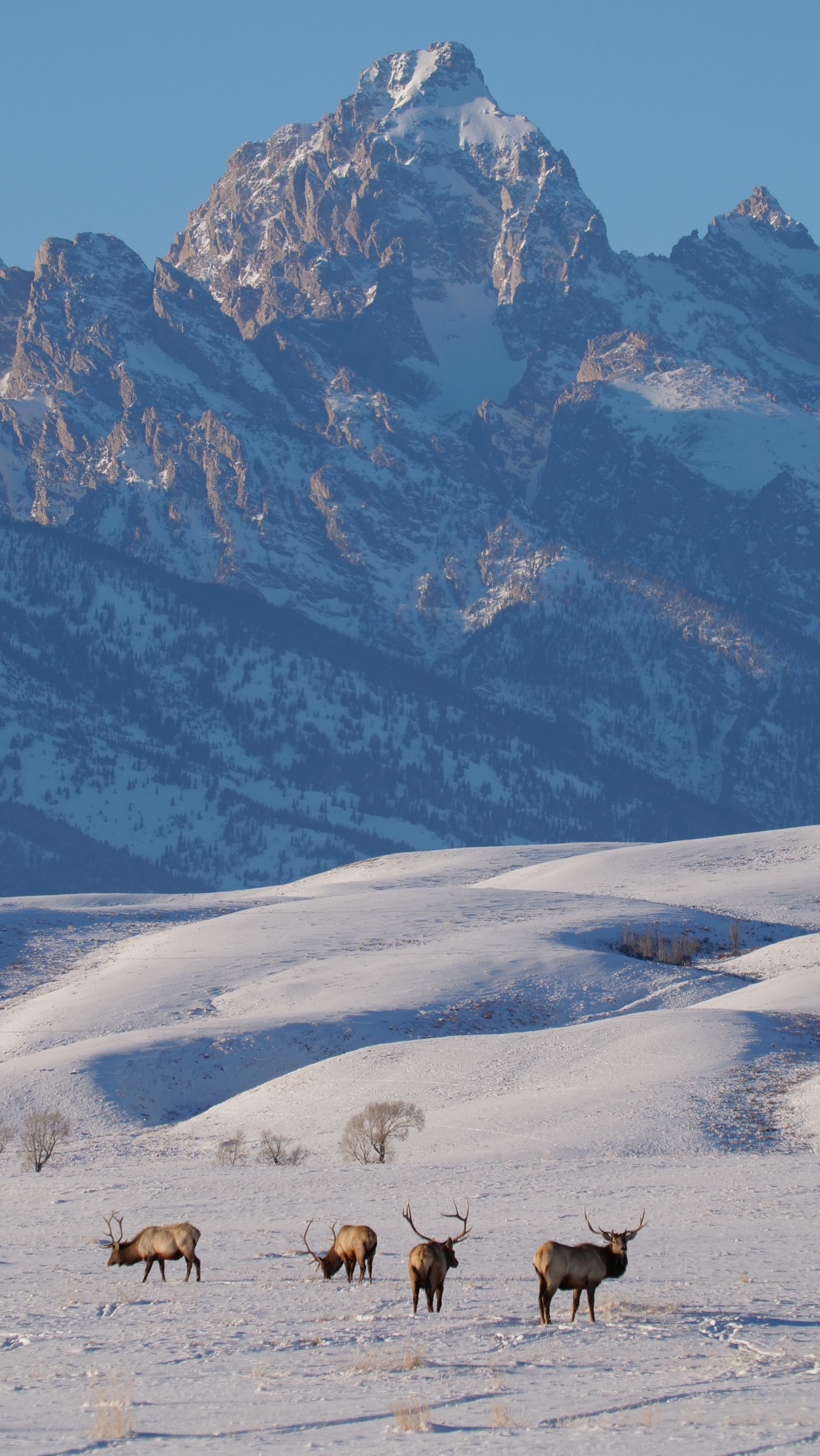 U.S. - Each winter, thousands of elk make the journey to the National ...