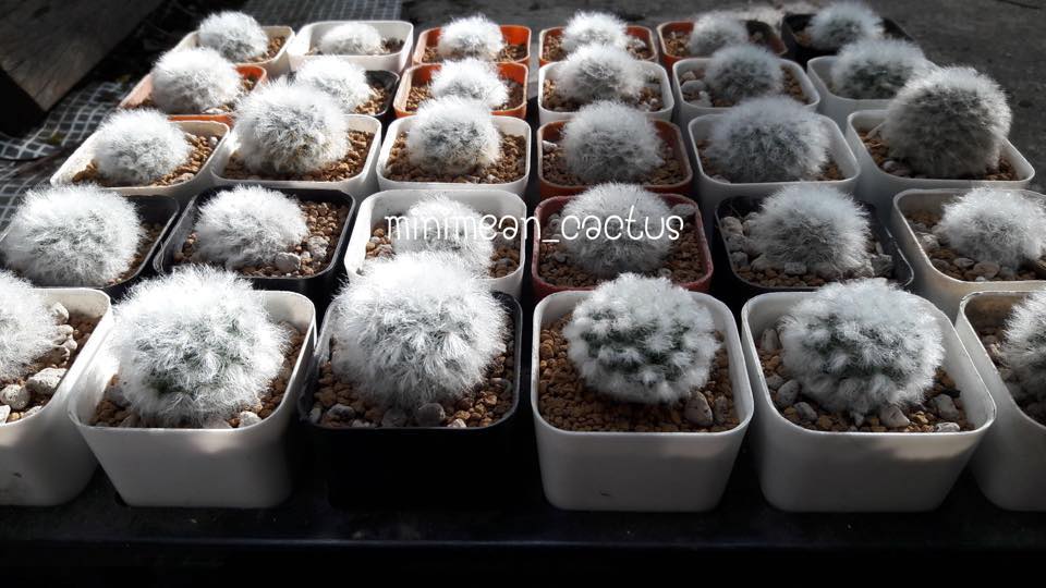 Humyai Cactus - Humyai Cactus added a new photo.