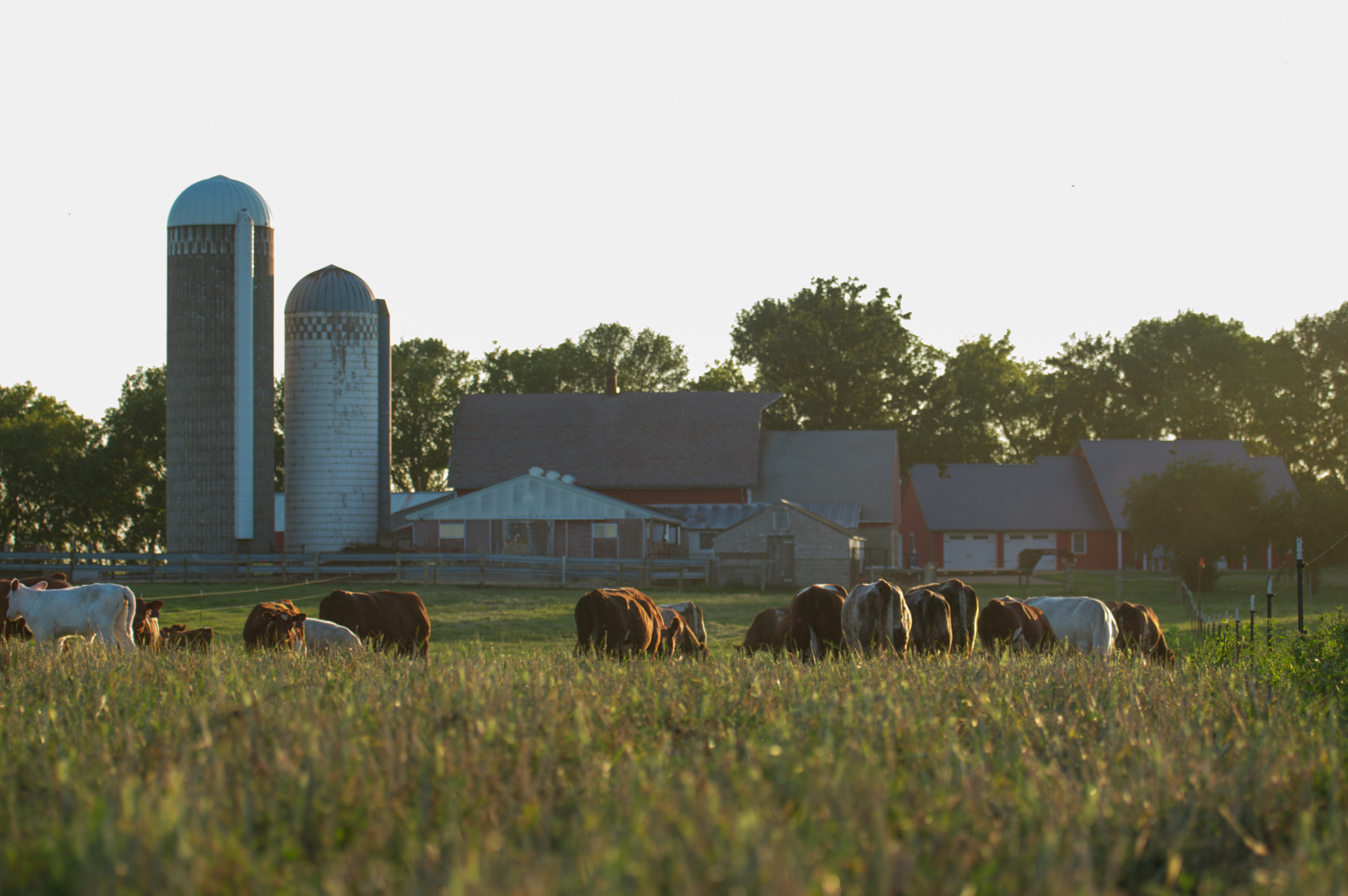 Washington Lake Cattle Company | Hamburg MN