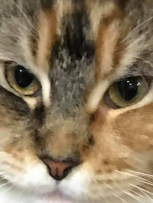 Jakobi Maine Coons | Perth WA