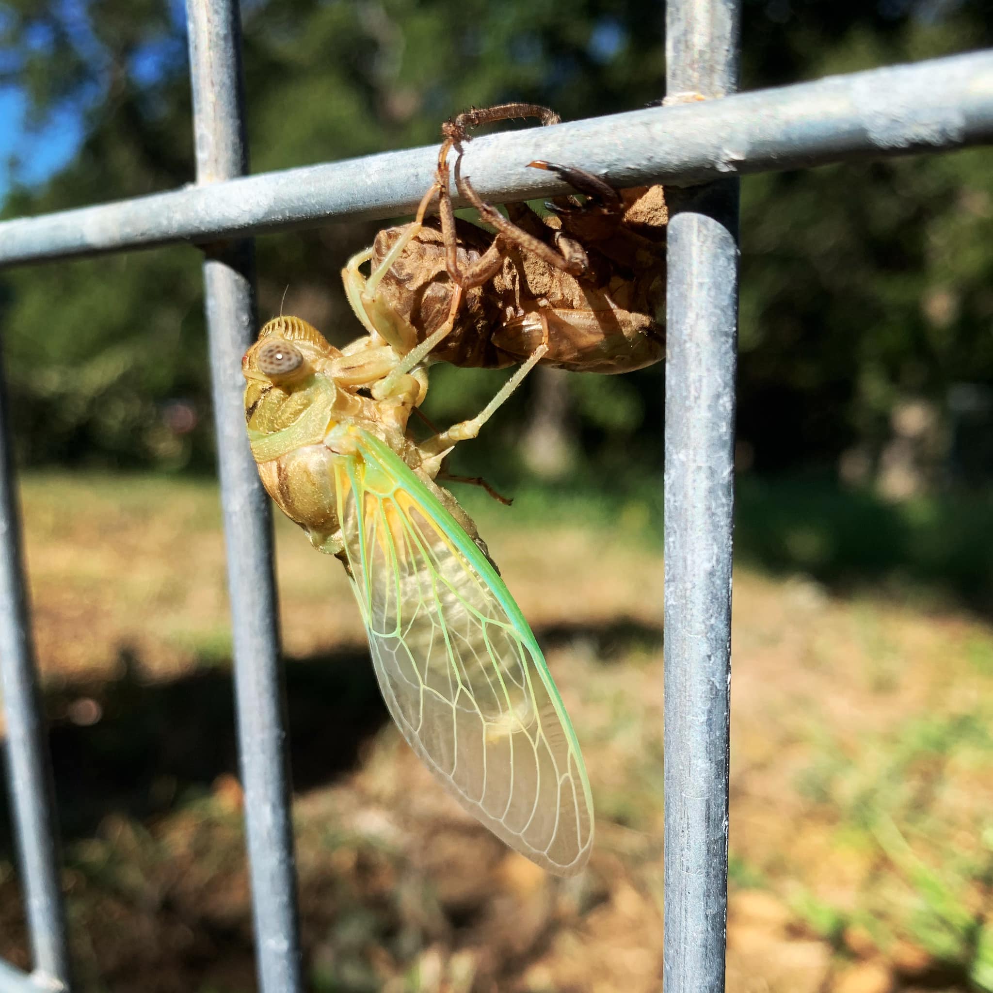Cicadas are as much a part of the Texas summer as 100-degree days