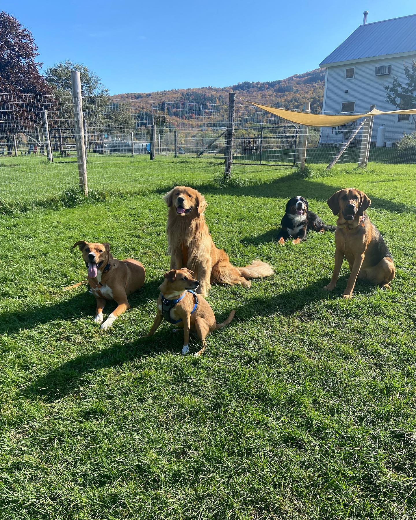 Group photos were challenging with... - Brook Run Dog Retreat | Facebook