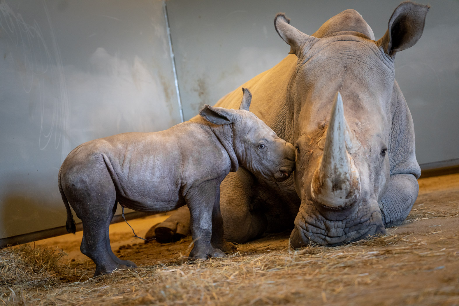 Rolling Hills Zoo welcomes new southern white rhinoceros calf