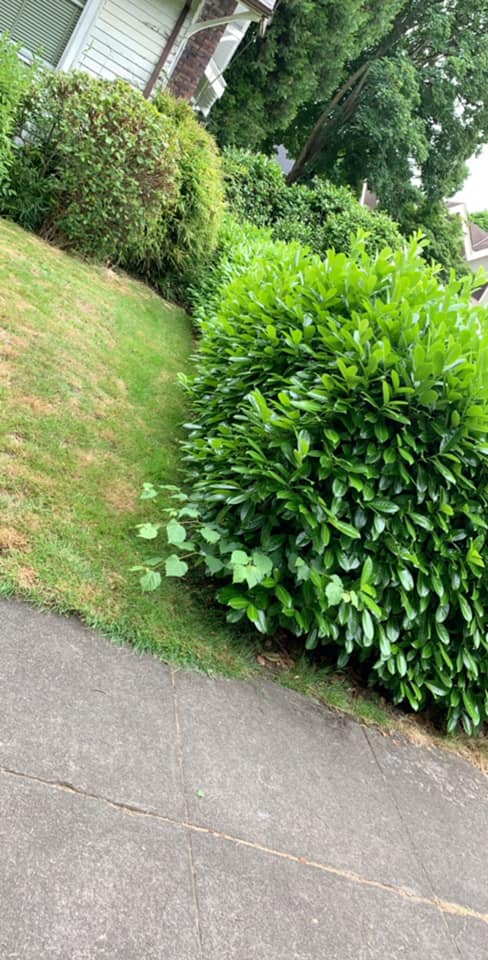 MSS Landscape Services | Portland OR