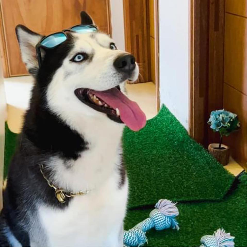 Alpha K9 Kennel Curepipe