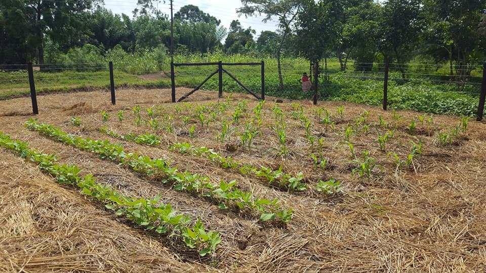 Mission Roots & Wings... - Mission Roots & Wings Uganda / FGW