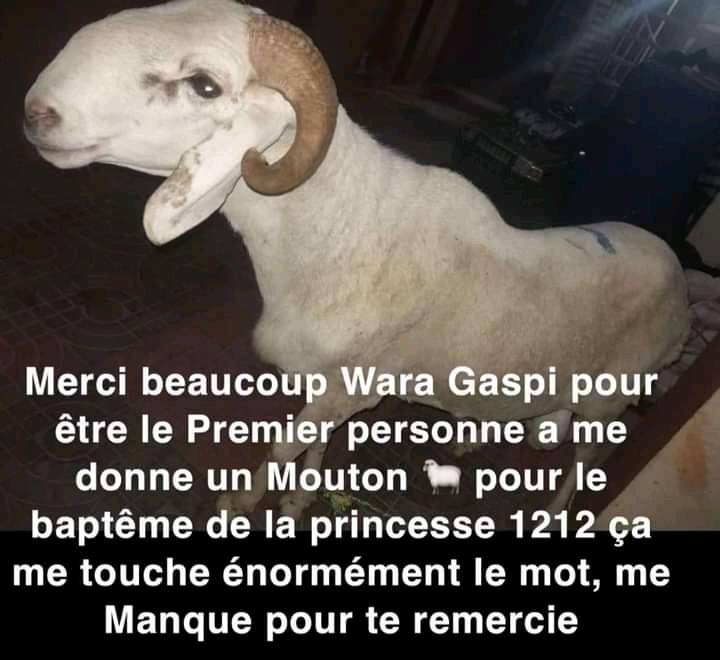 wara-gang-sega-gaspi-vient-d-offrir-un-mouton-au-roi
