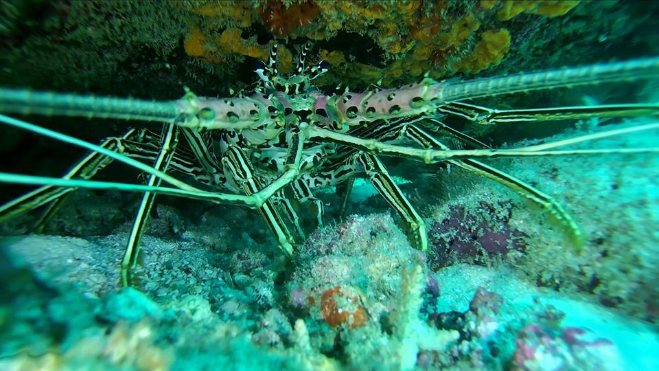 #GladiusTest #Lobster #ROV... - Chasing Underwater Drones