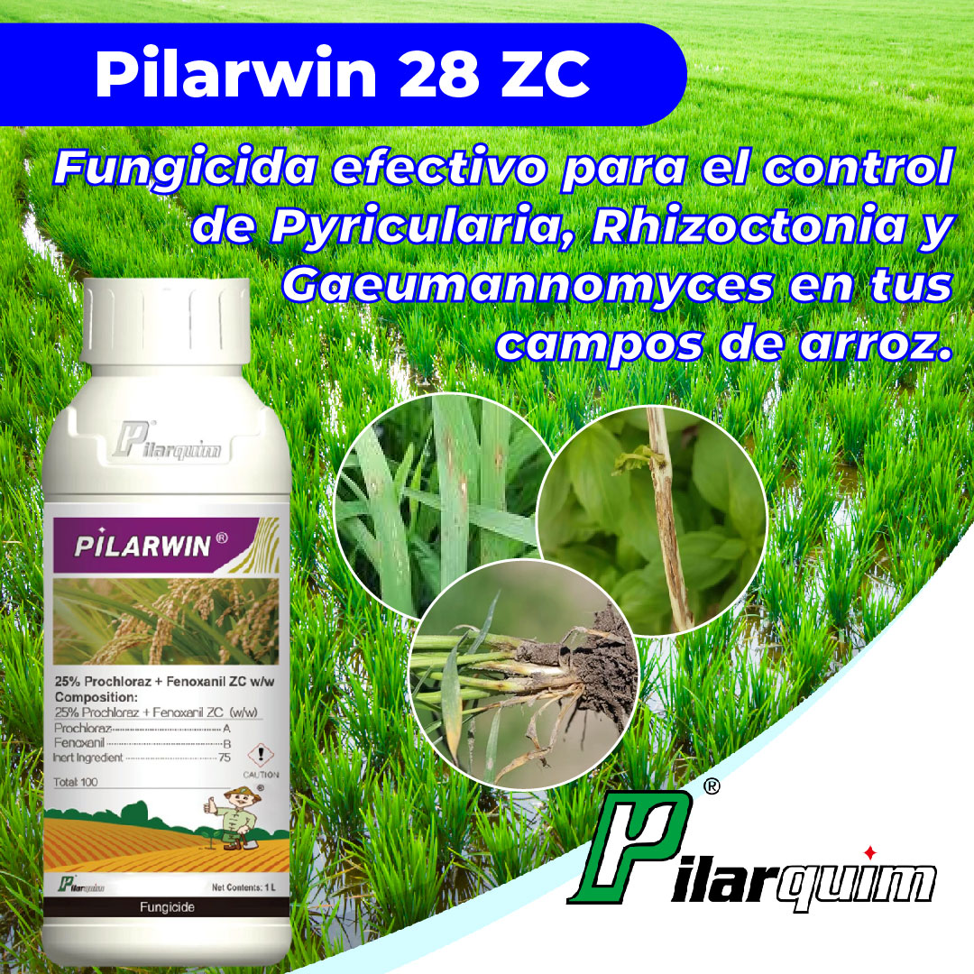Pilarquim - Malezas bajo control, arroz en crecimiento 🌿🌾 Pilarwin 28 ...