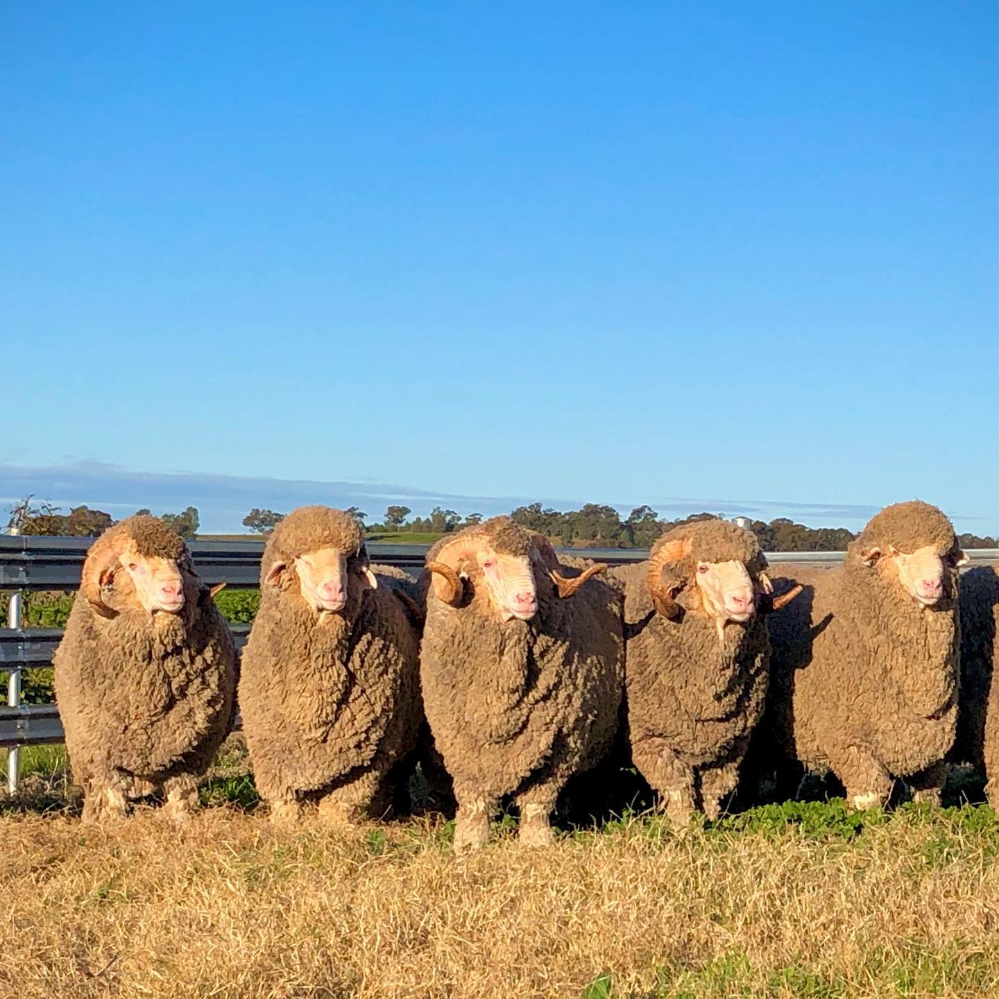 Wallaloo Park Merino Stud - Gaining data. Weighing and dag scoring ...