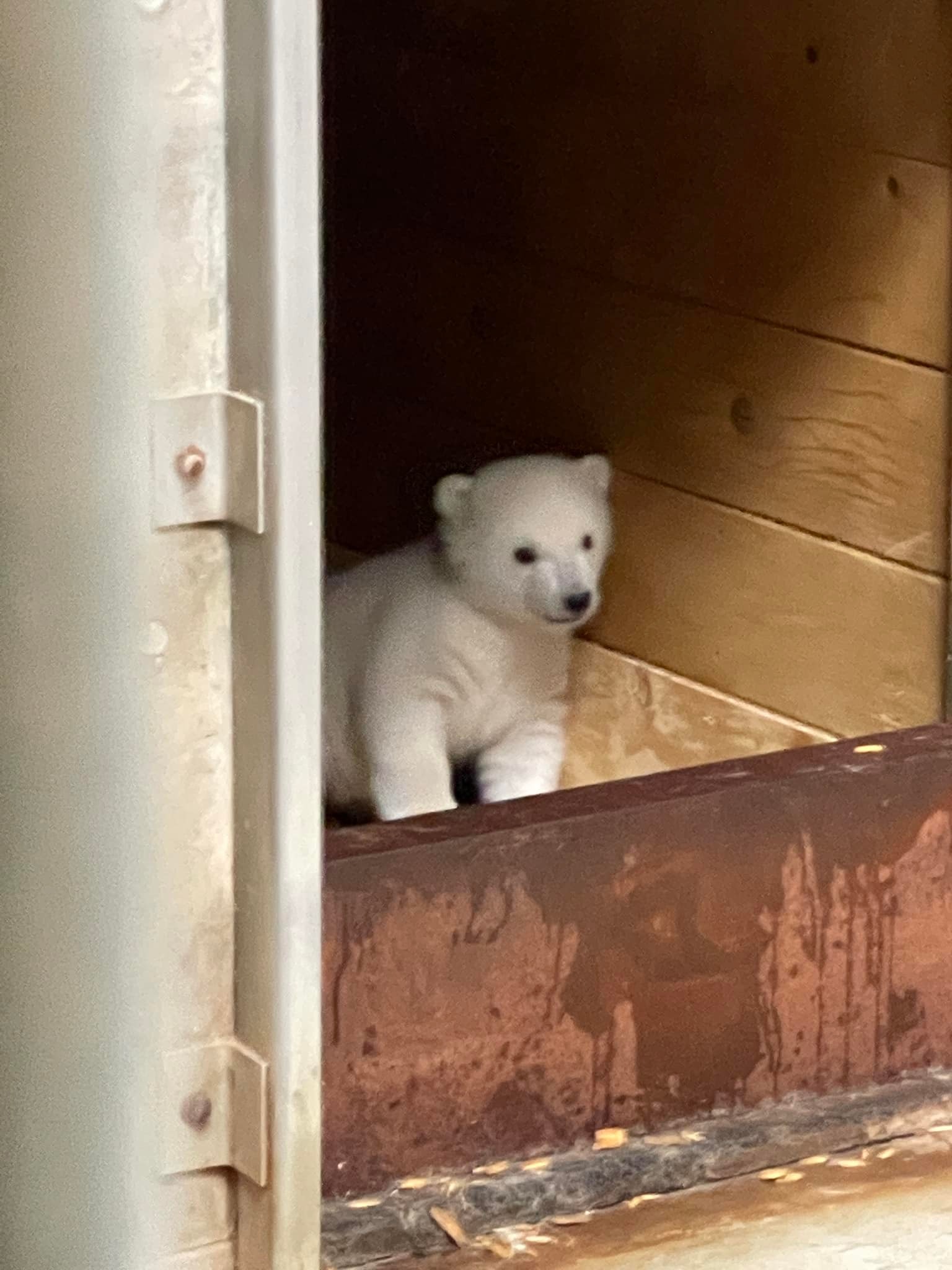 本日のホッキョクグマ親子🐻‍❄️ #旭山動物園 #asahiyamazoo