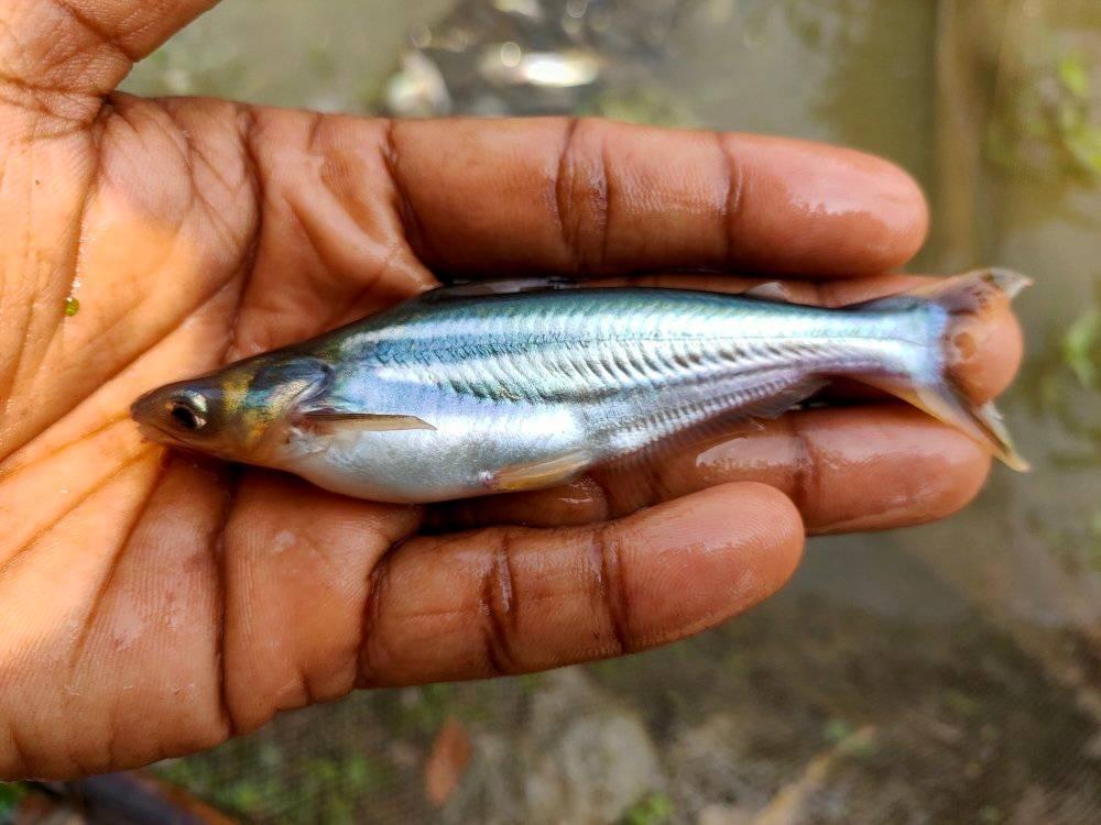  মাছের খামার বাংলাদেশ 