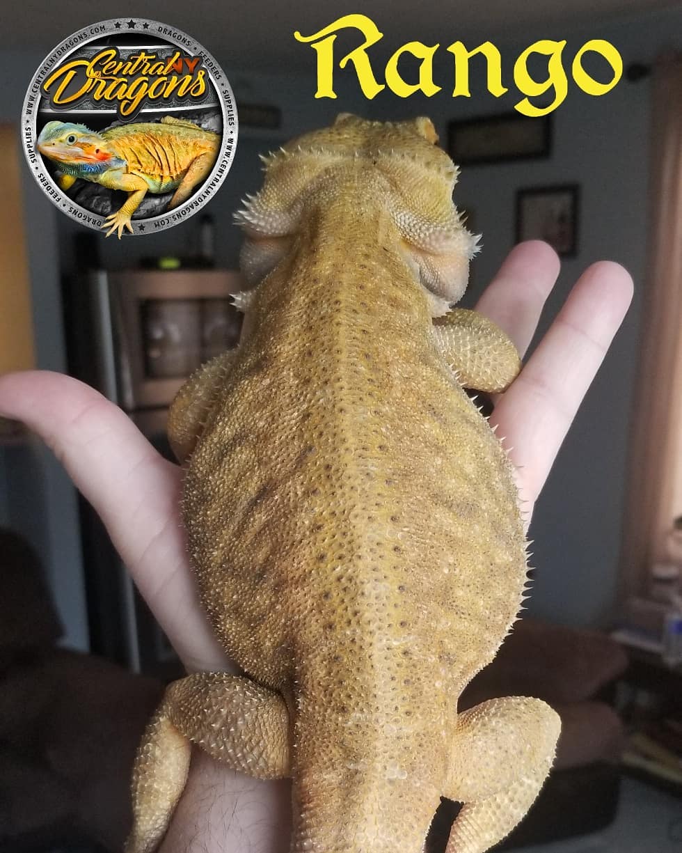 315 Reptiles - Our Big boy Rango. Daddy to the citrus...