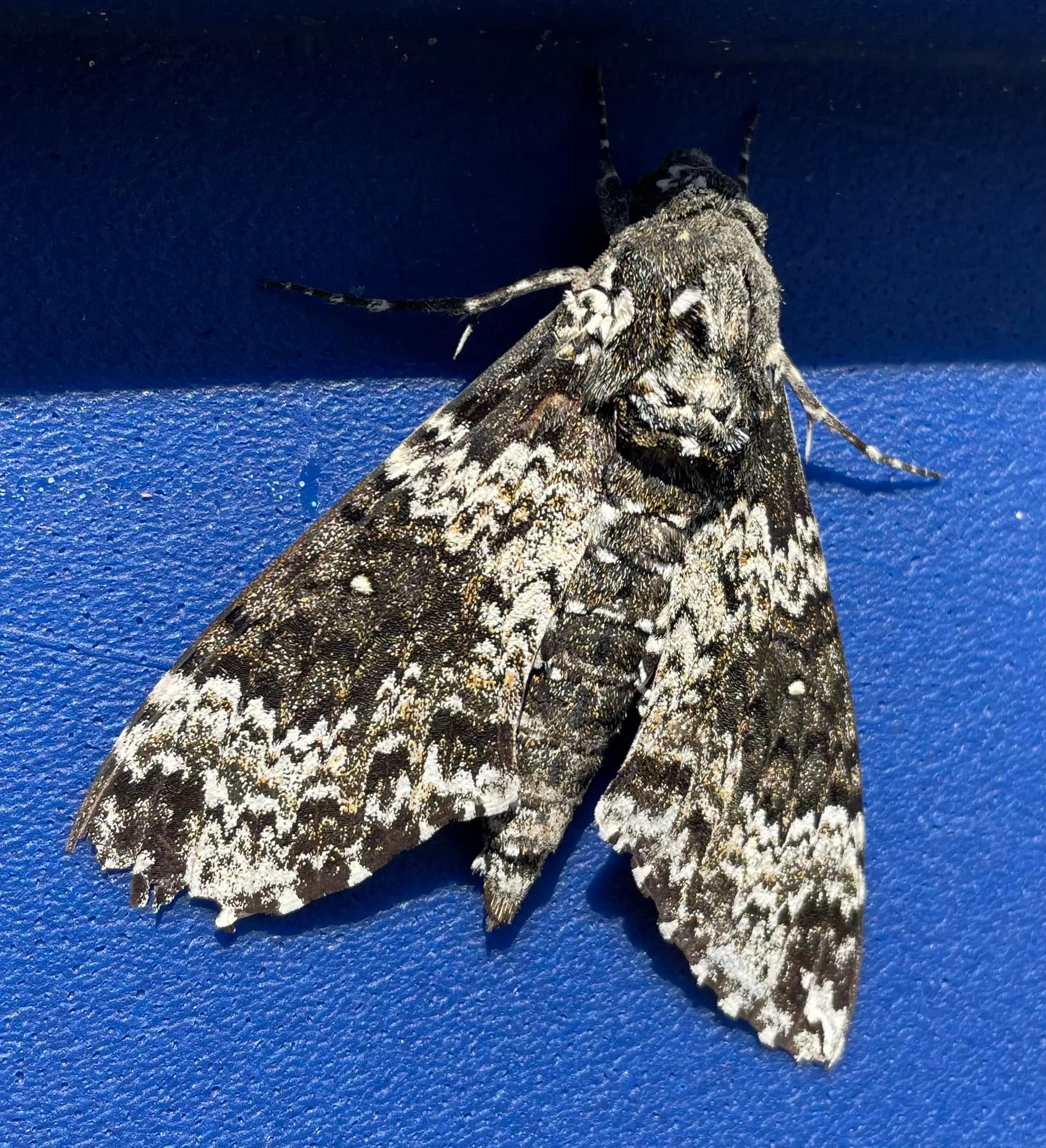 Can anyone identify this moth? About two inches long.