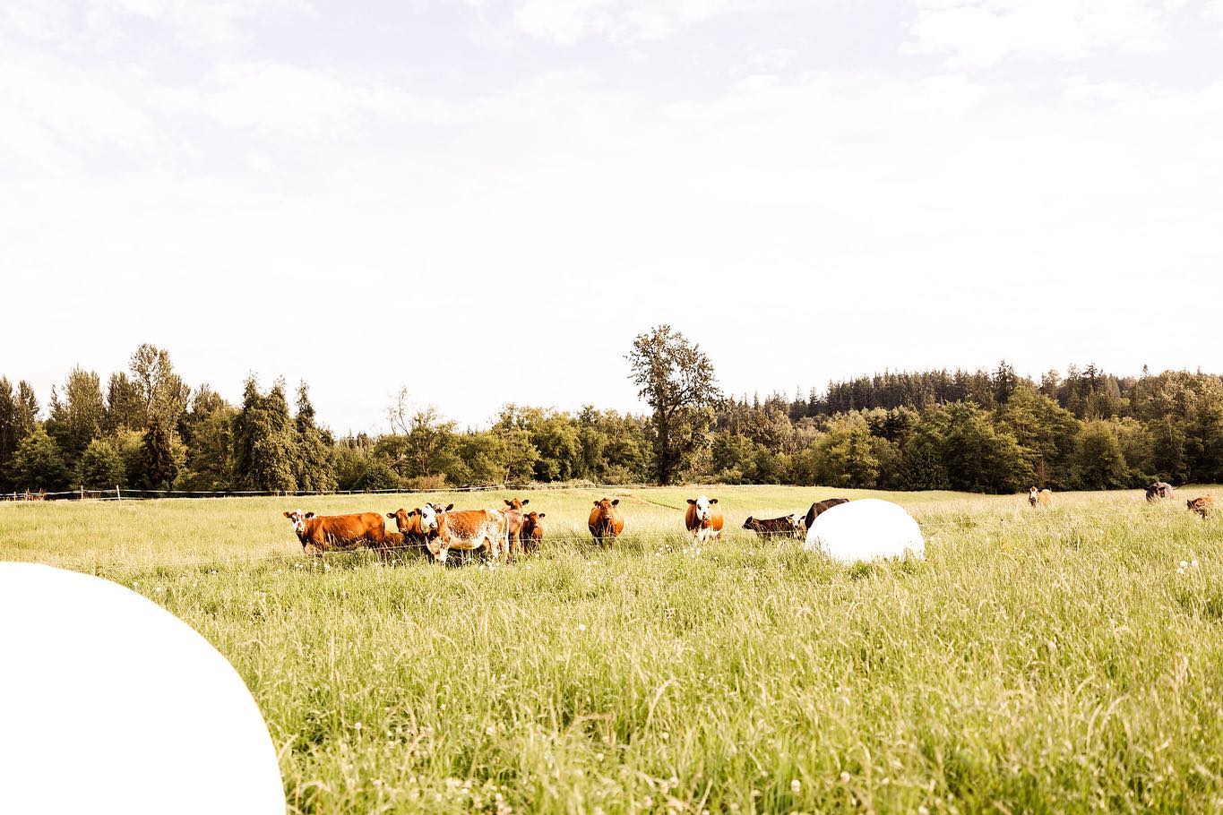 CJ's River Ranch | Stanwood WA