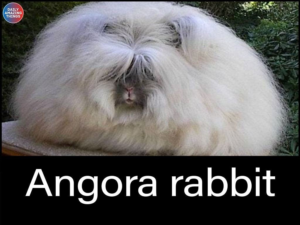 Amazing - The Angora rabbit, which is one of the oldest types of ...