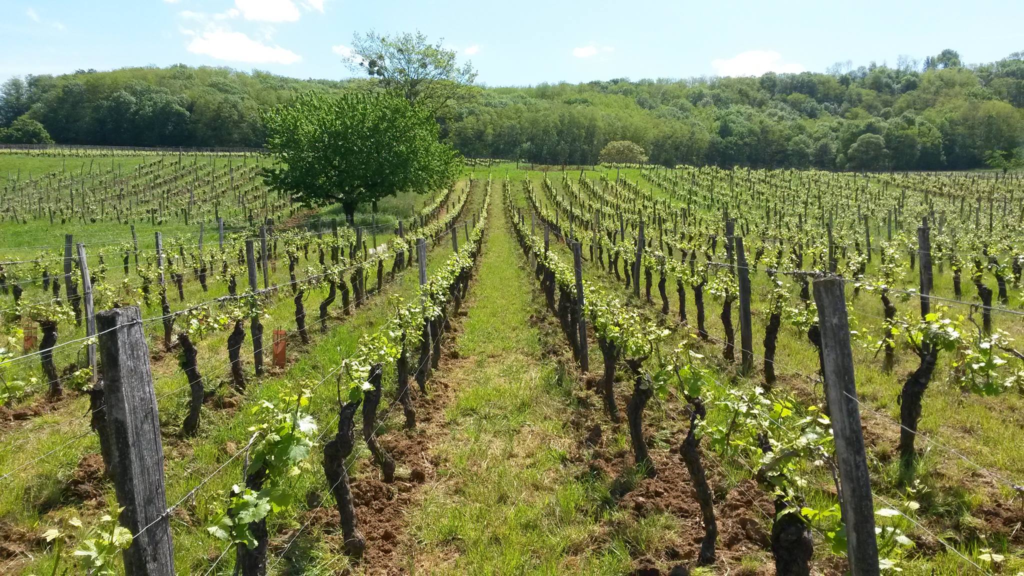 Domaine Mathieu Coste added a new... - Domaine Mathieu Coste