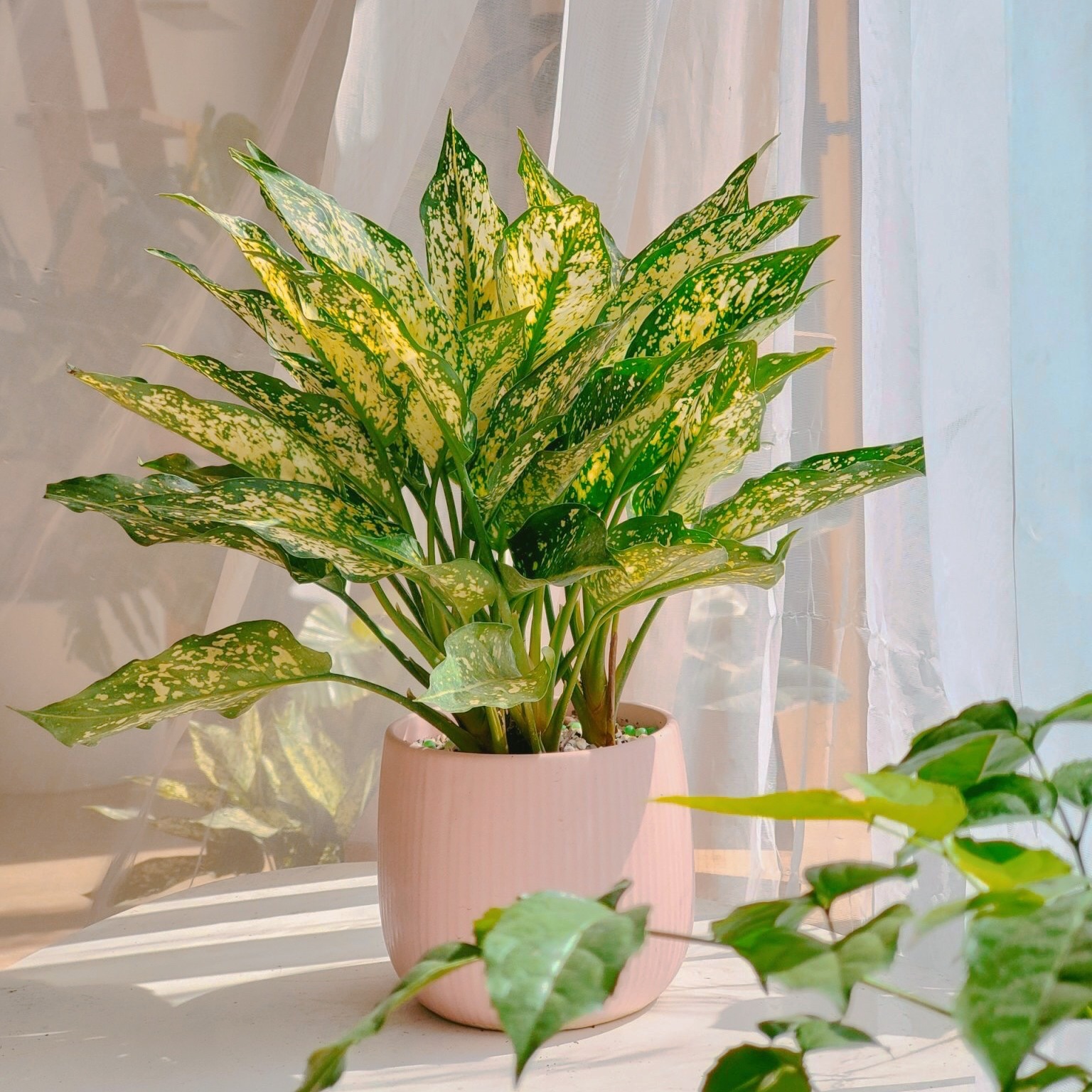 The Rare Rium - Plant &... - The Rare Rium - Plant & Moss Art