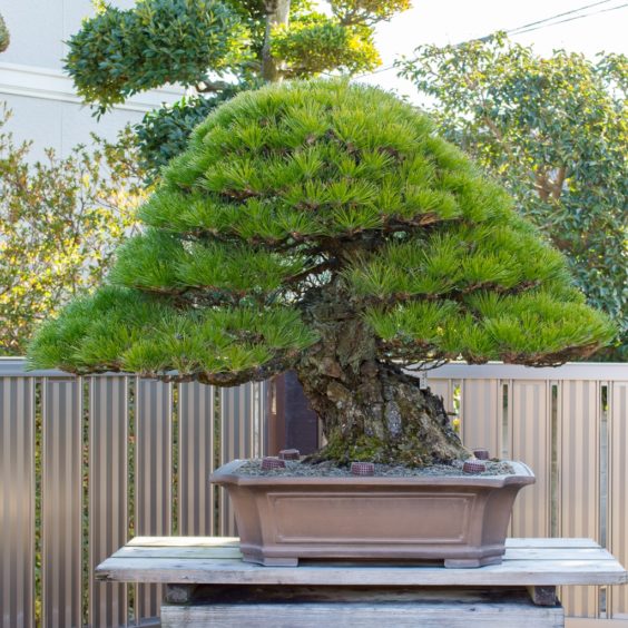 黒松（くろまつ） 銘 瑞光（ずいこう） 推定樹齢120年 Kuro-matsu