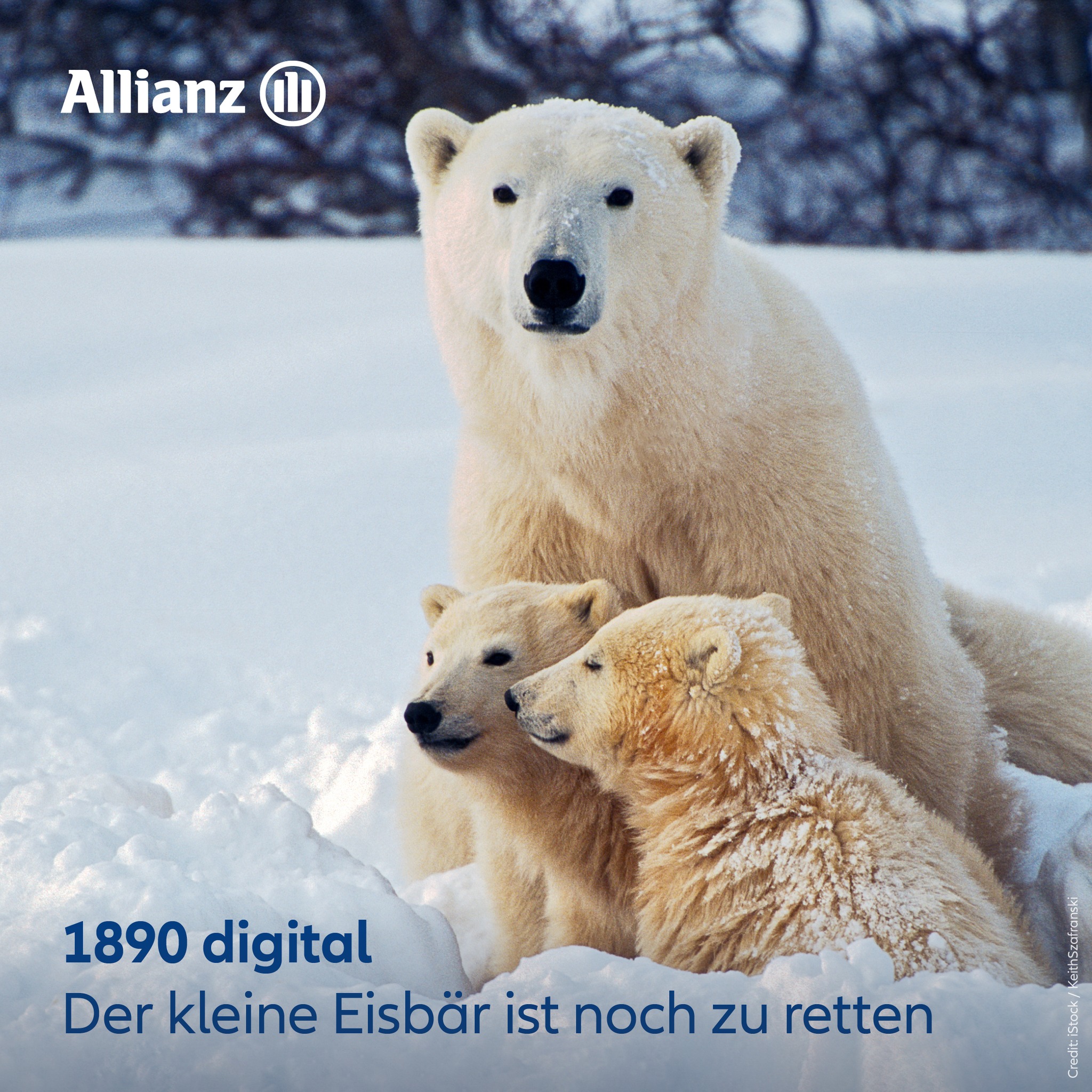 Allianz Agentur Ehberger - Eisbären haben ein schönes weißes Fell ...