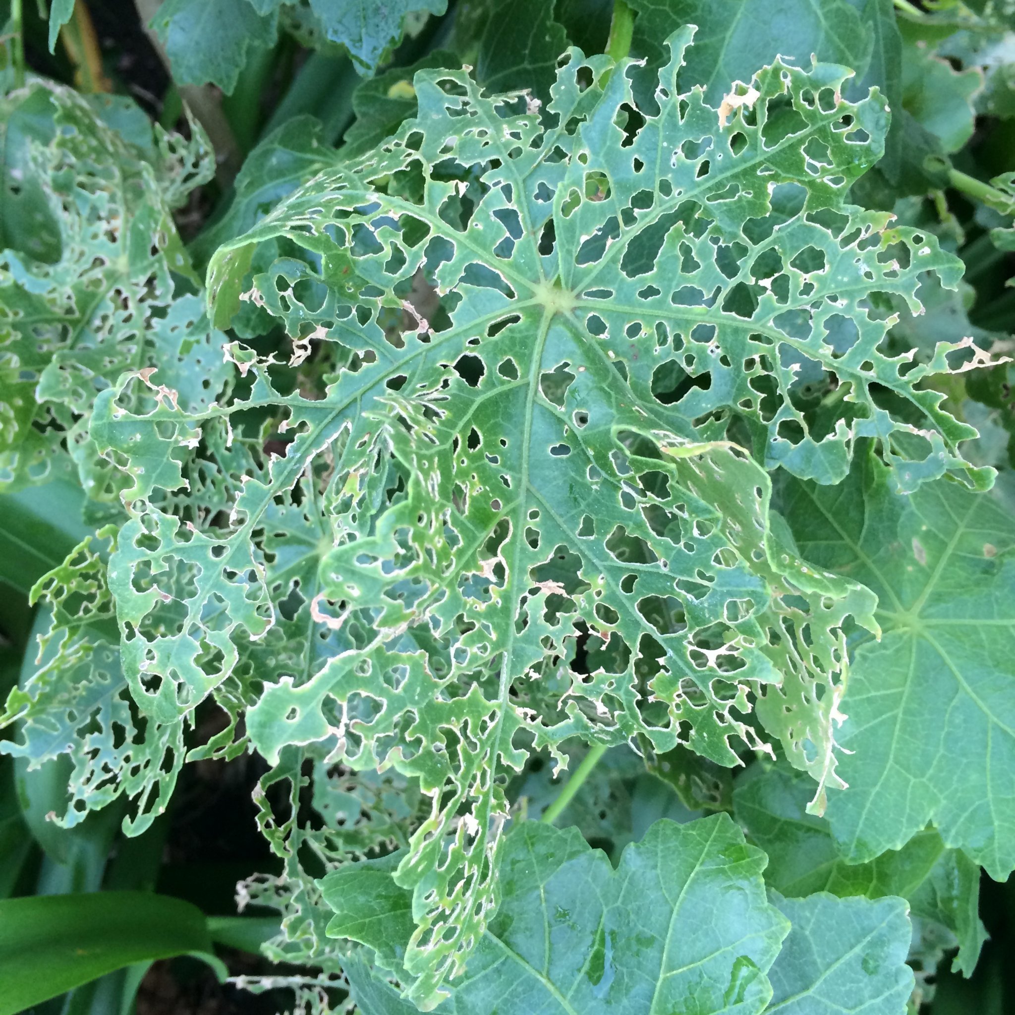 Invasive Insects in Nova Scotia