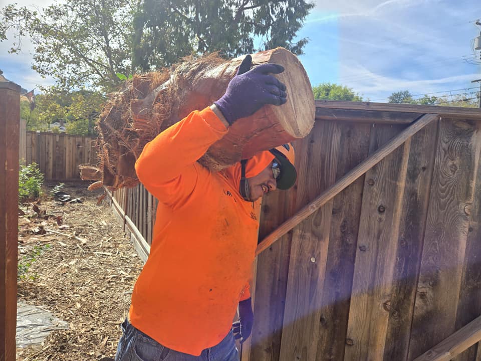 Pro M Tree Service | Antioch CA