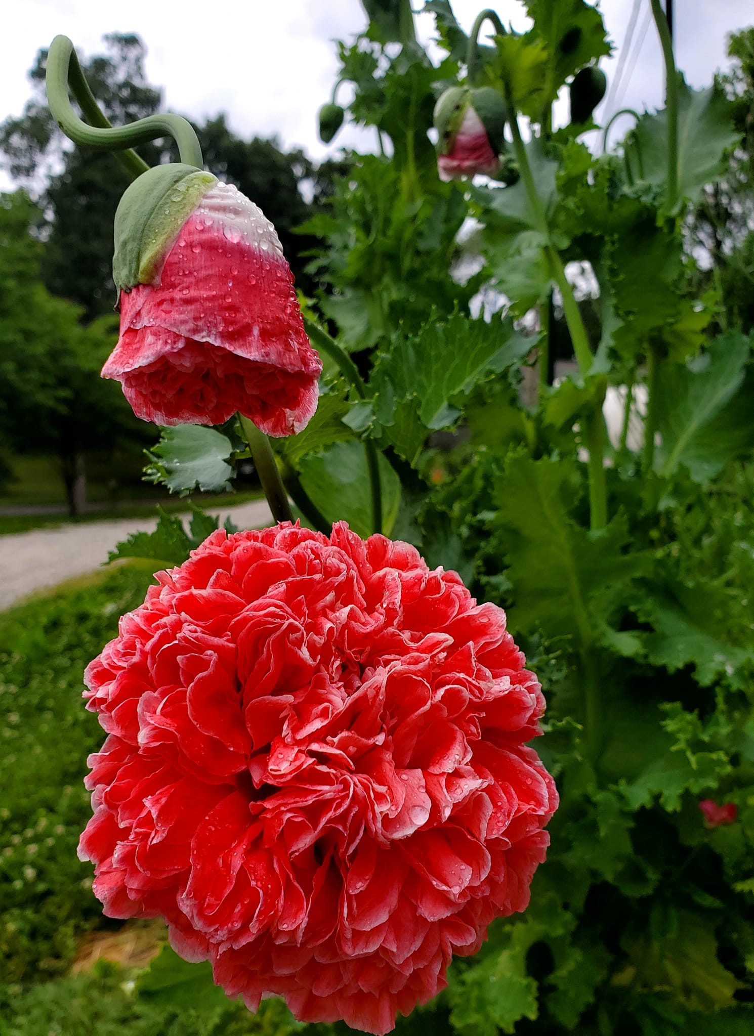 Growing California Orange Poppies in Pennsylvania Zone 6