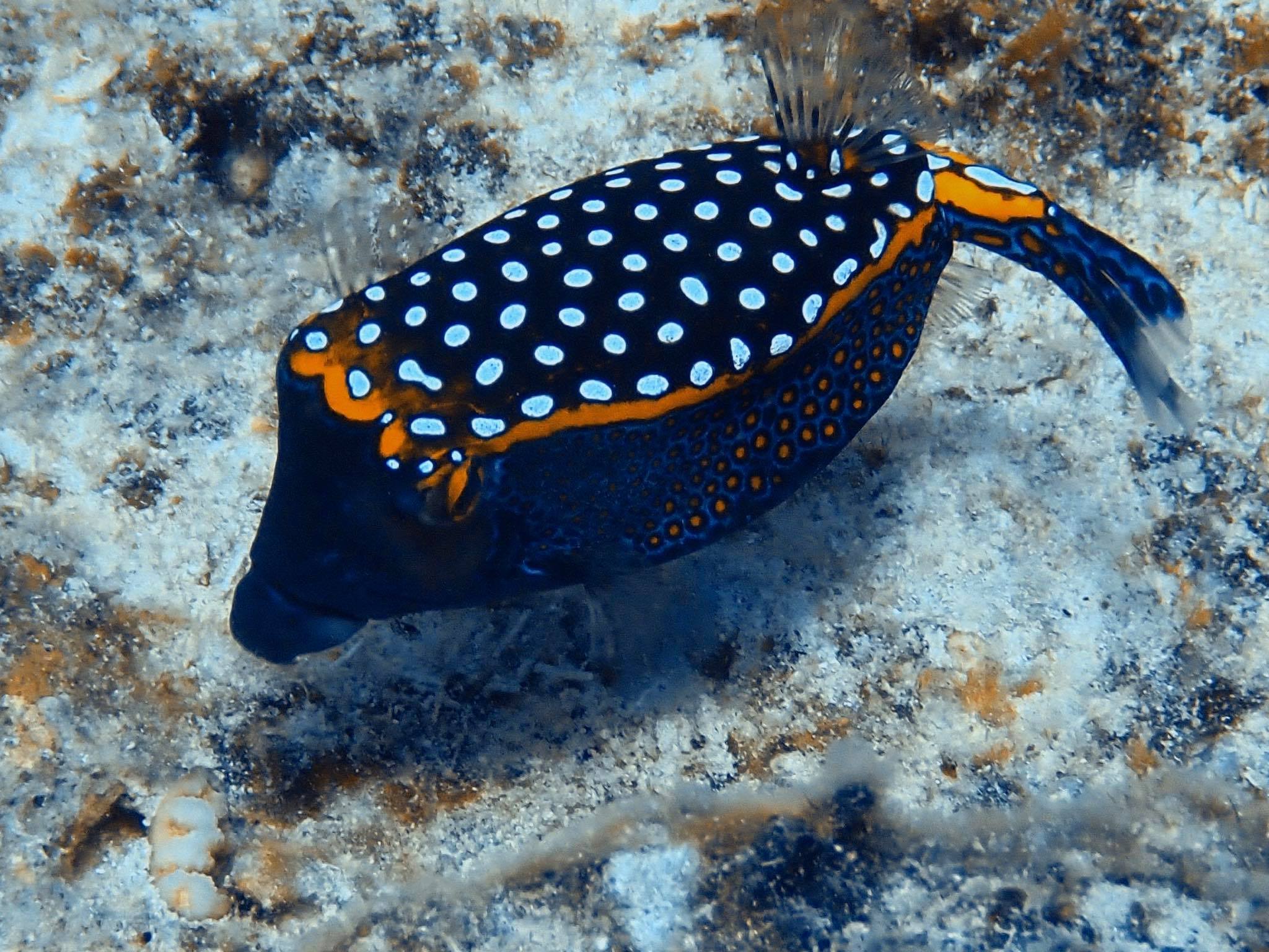 box fish black and white Boxfish for sale  Yellow boxfish drawing by Loren