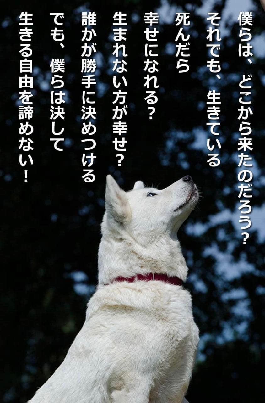 保健所犬猫応援団 Home Facebook