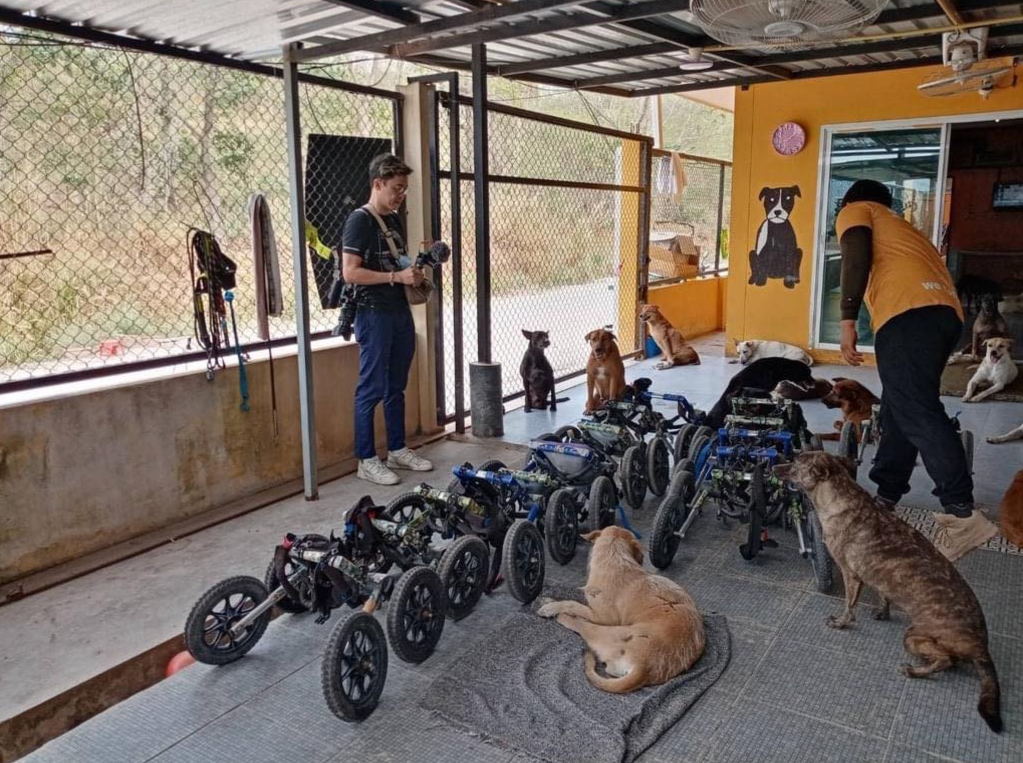 The process! - Paws At Peace - TMTRD.org Dog Sanctuary
