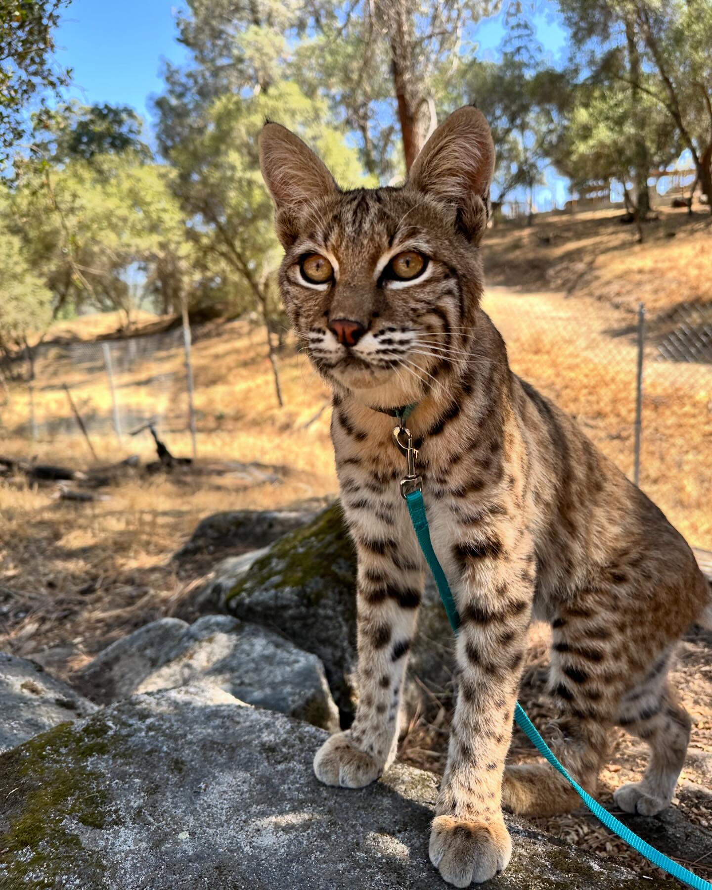 Bobcat coat patterns vary widely