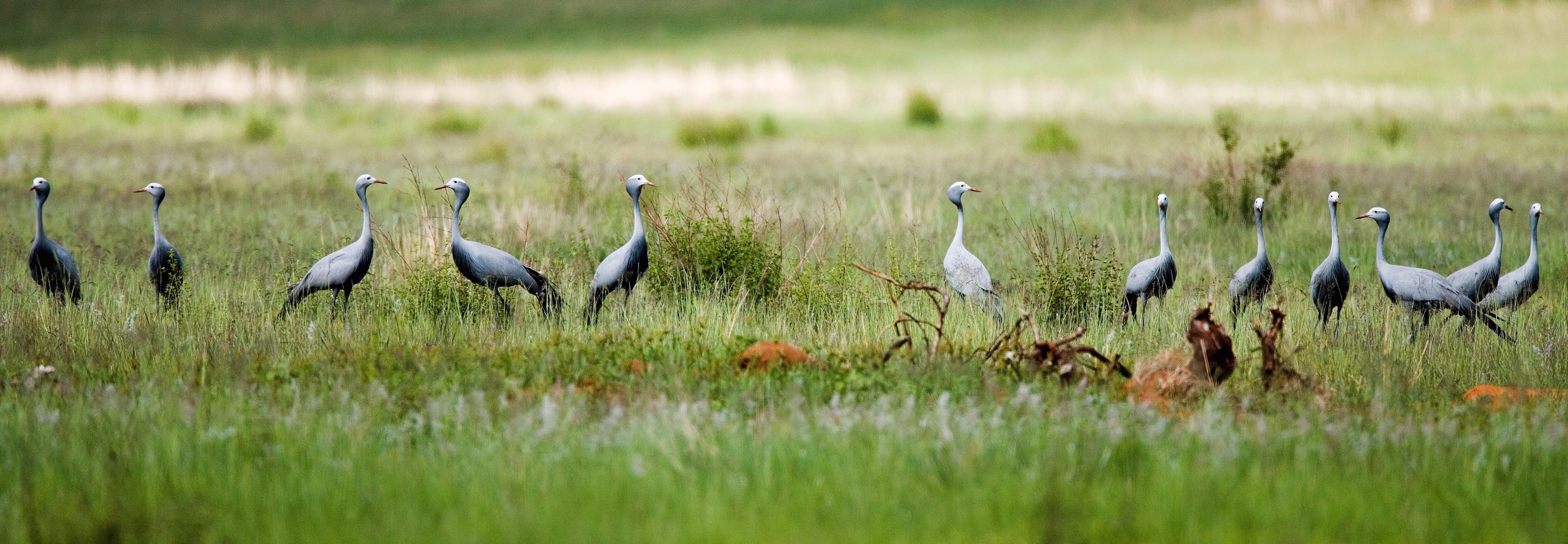 Welgevonden Game Reserve - The unspoiled views of rugged ravines, the ...