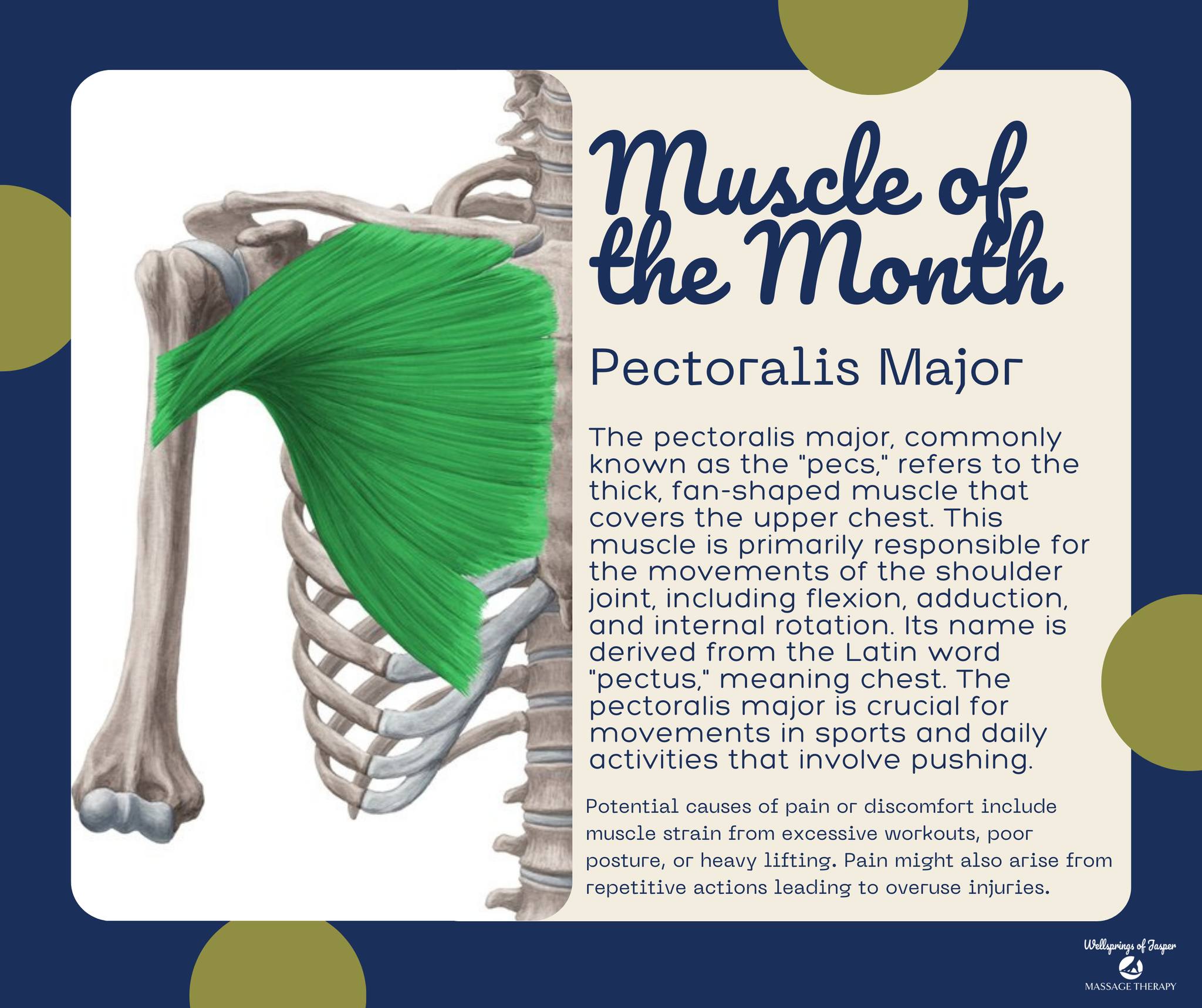 Our #MuscleOfTheMonth is the... - Wellsprings of Jasper