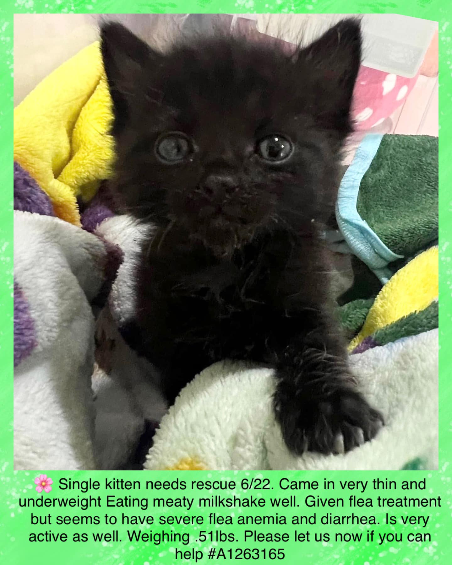 💕 Rescued 🌸 Single kitten needs... - Save A Kitten San Jose | Facebook
