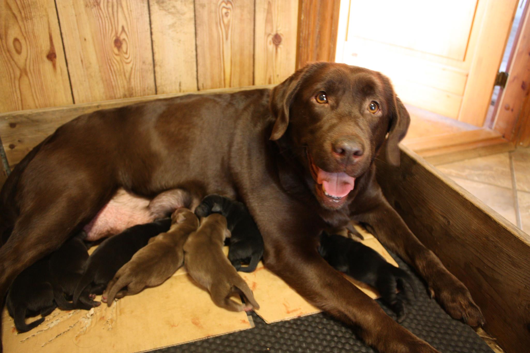 Labrador... - Labrador hvalpe - 8240 Risskov - Mobil 20407300
